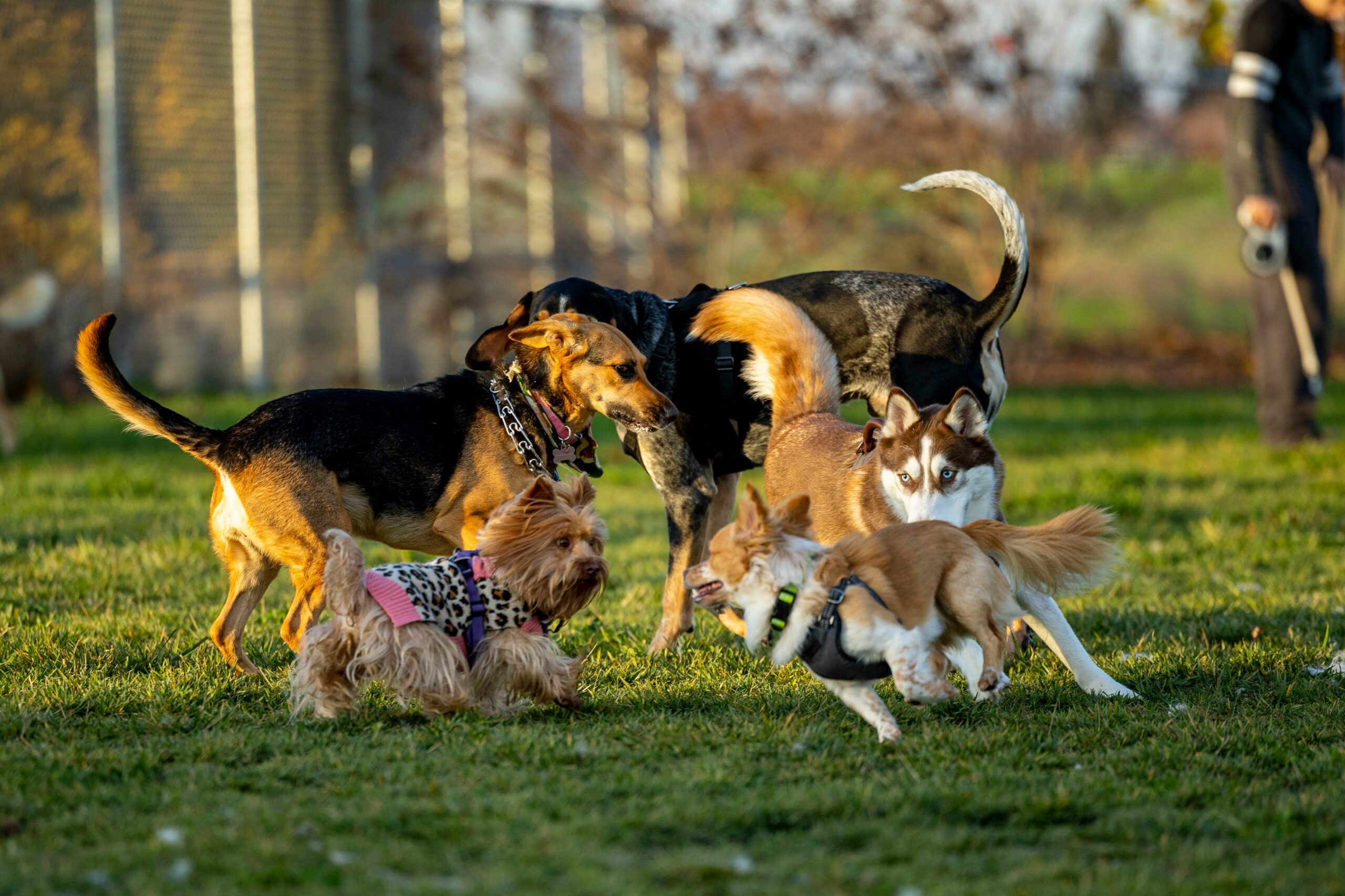 A cartoon illustration showing a confused dog surrounded by mixed training cues