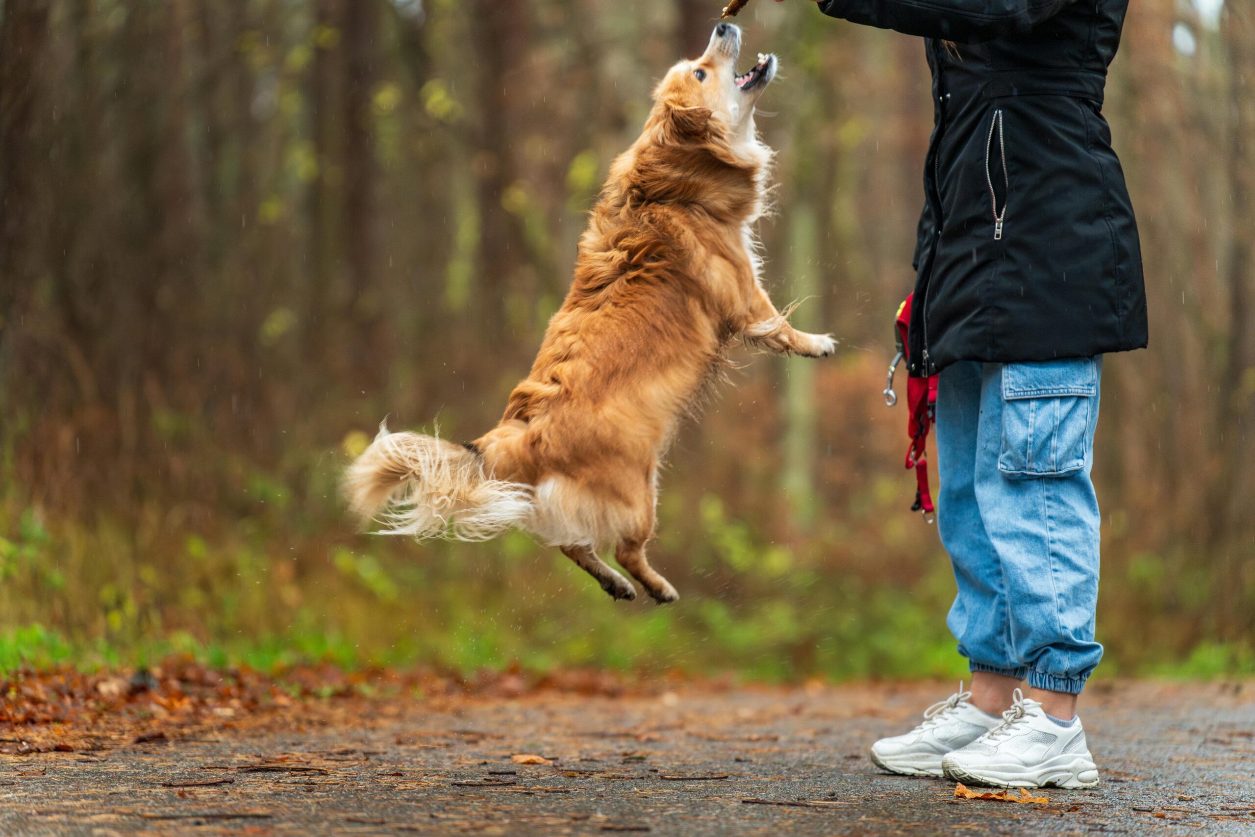 A golden retriever practicing retrieval training techniques.