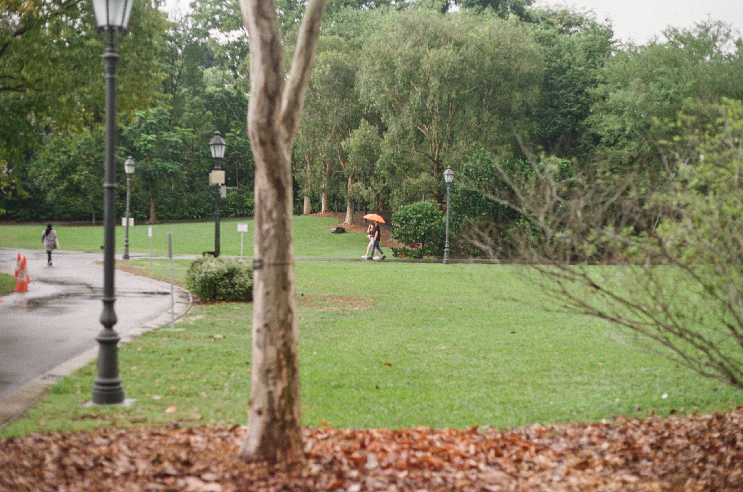 A golden retriever running on a leash in a park.