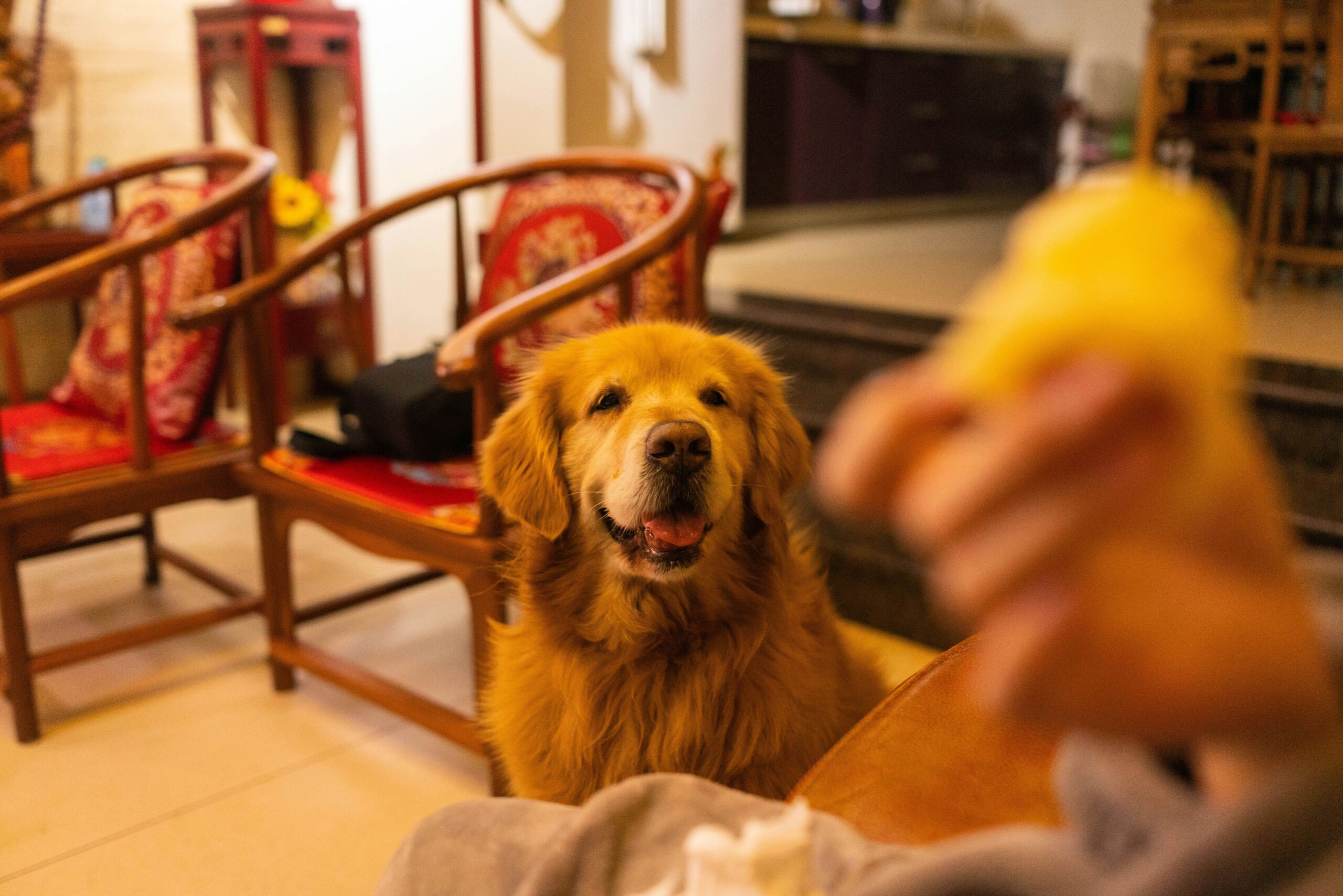 A handler petting their happy golden retriever while smiling