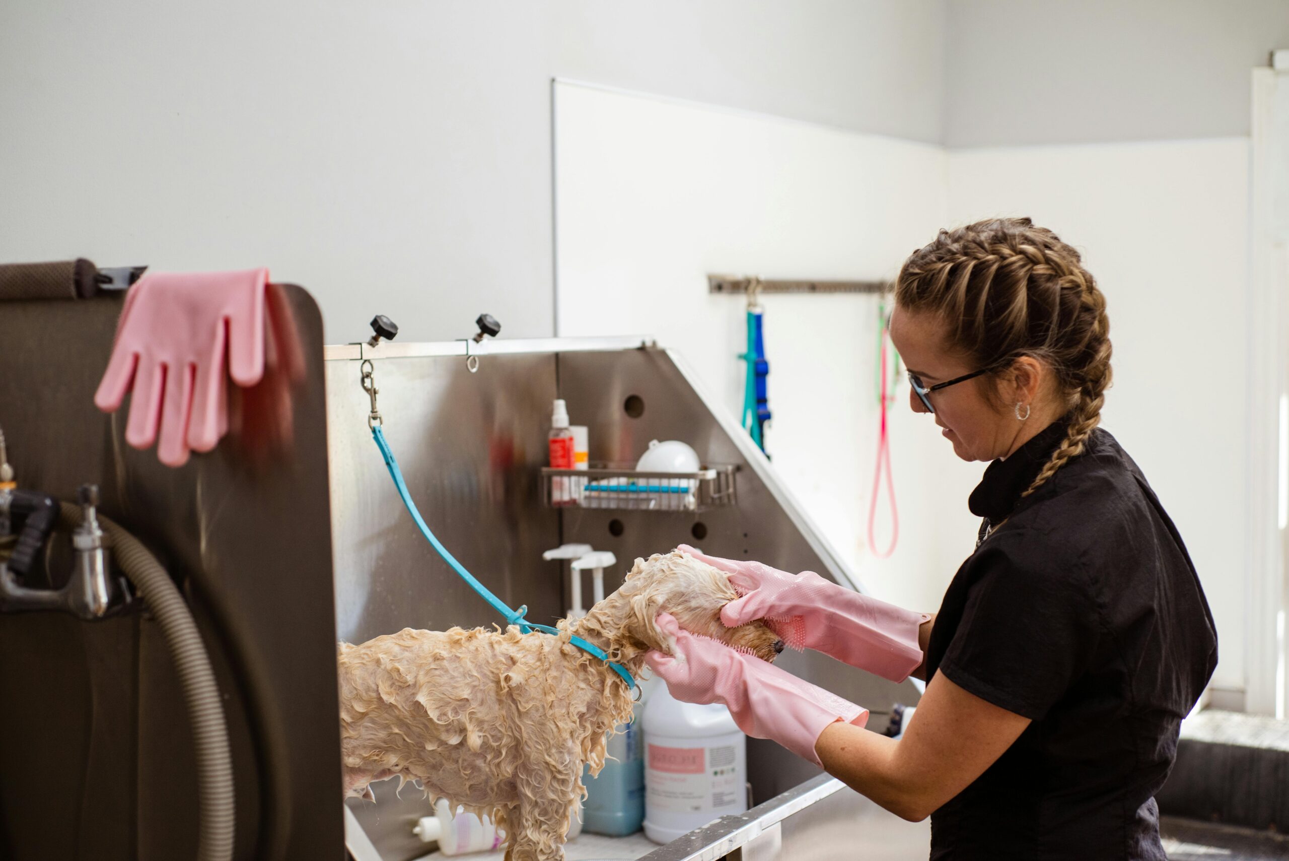 A service dog getting groomed at a professional grooming salon