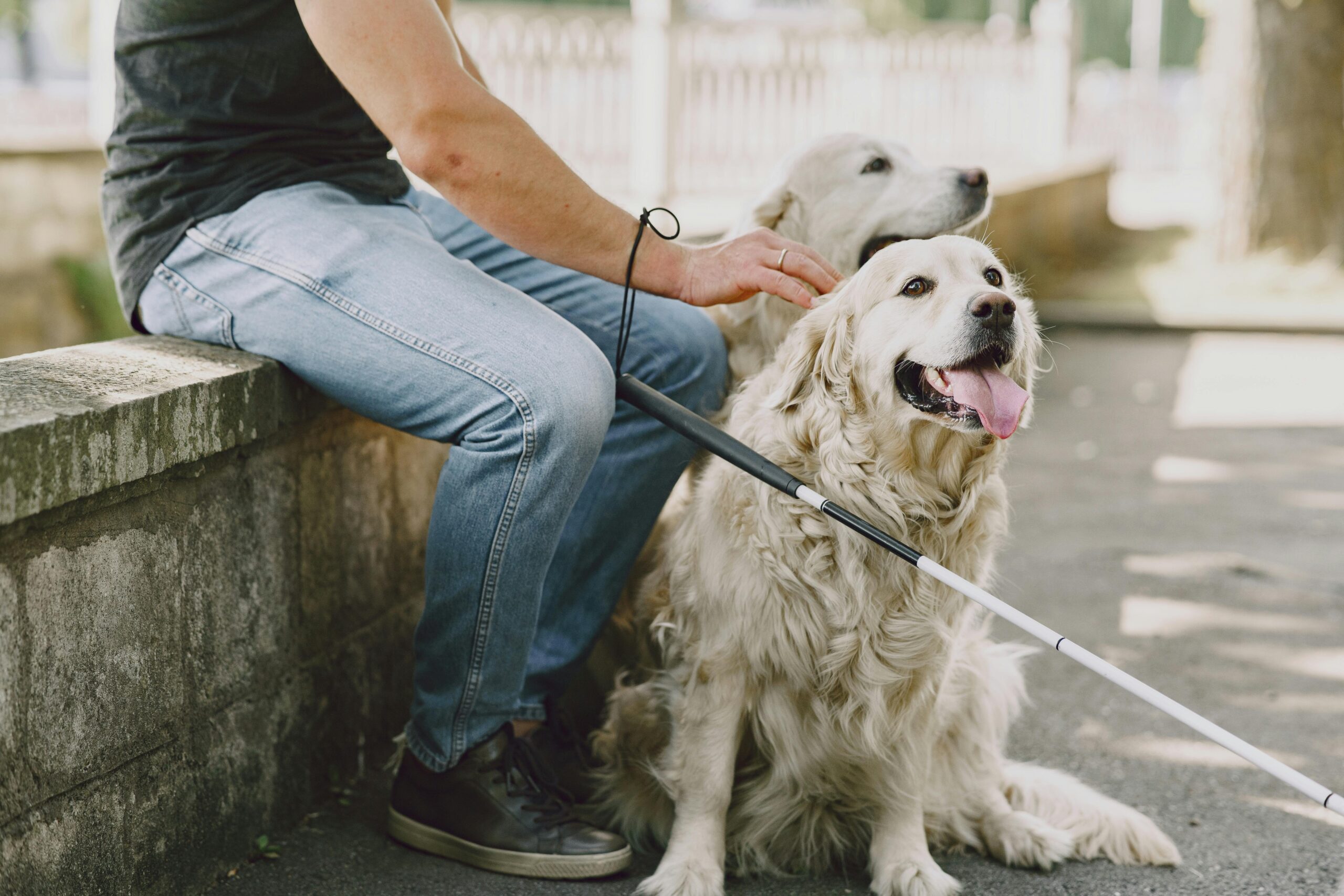 A trained guide dog assisting its owner during daily activities
