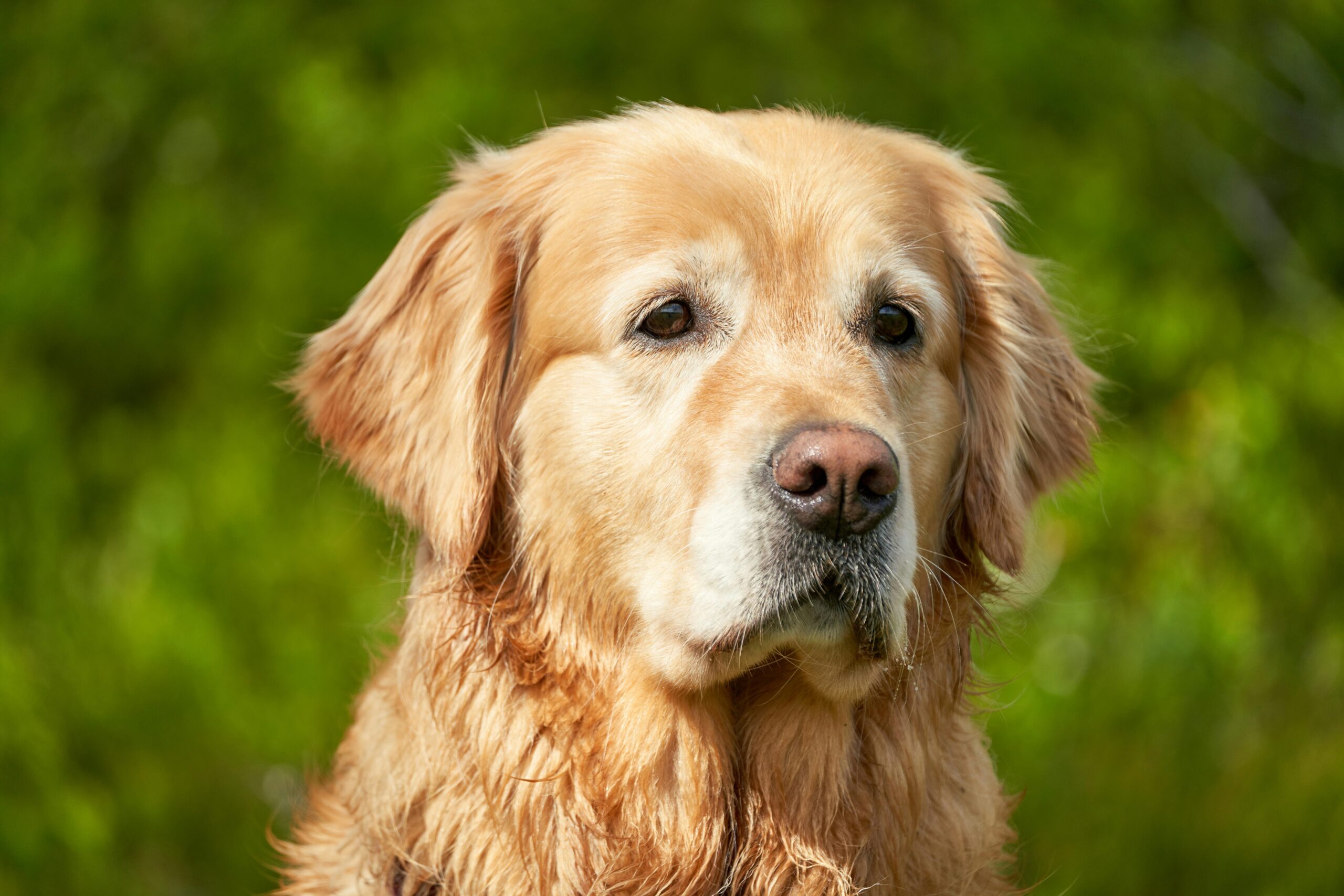 A trainer teaching a golden retriever medical alert commands