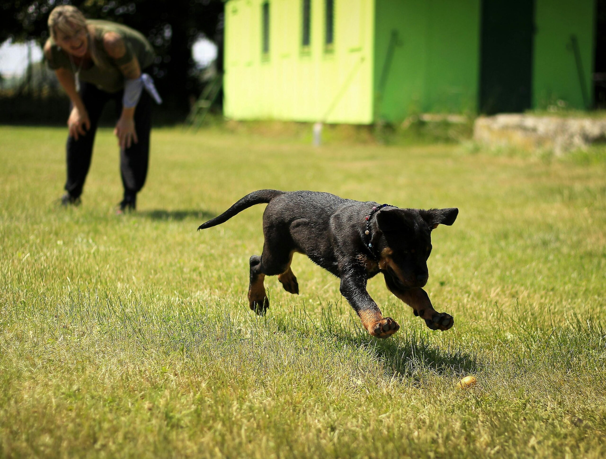 A trainer using hand signals while teaching basic obedience commands to a puppy.