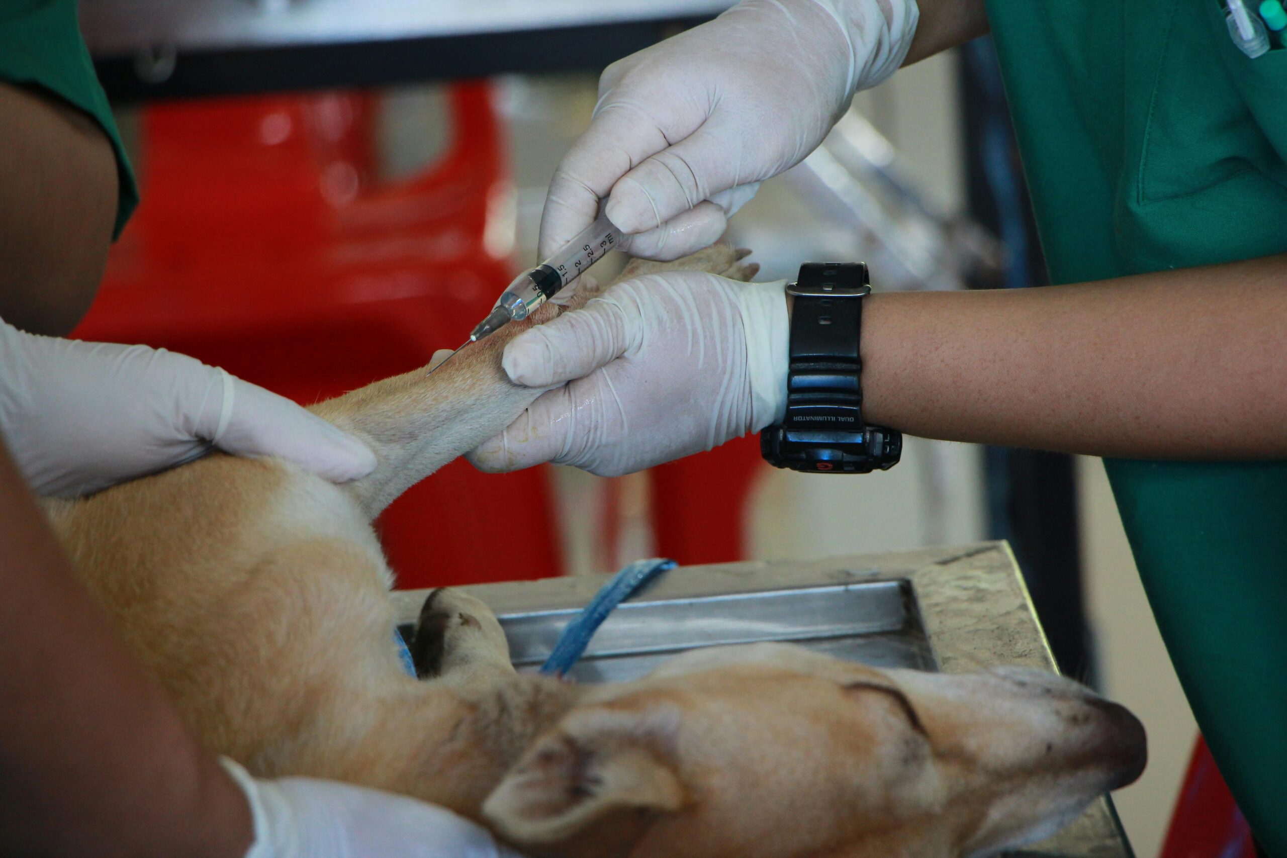 A veterinarian examining a golden retriever service dog