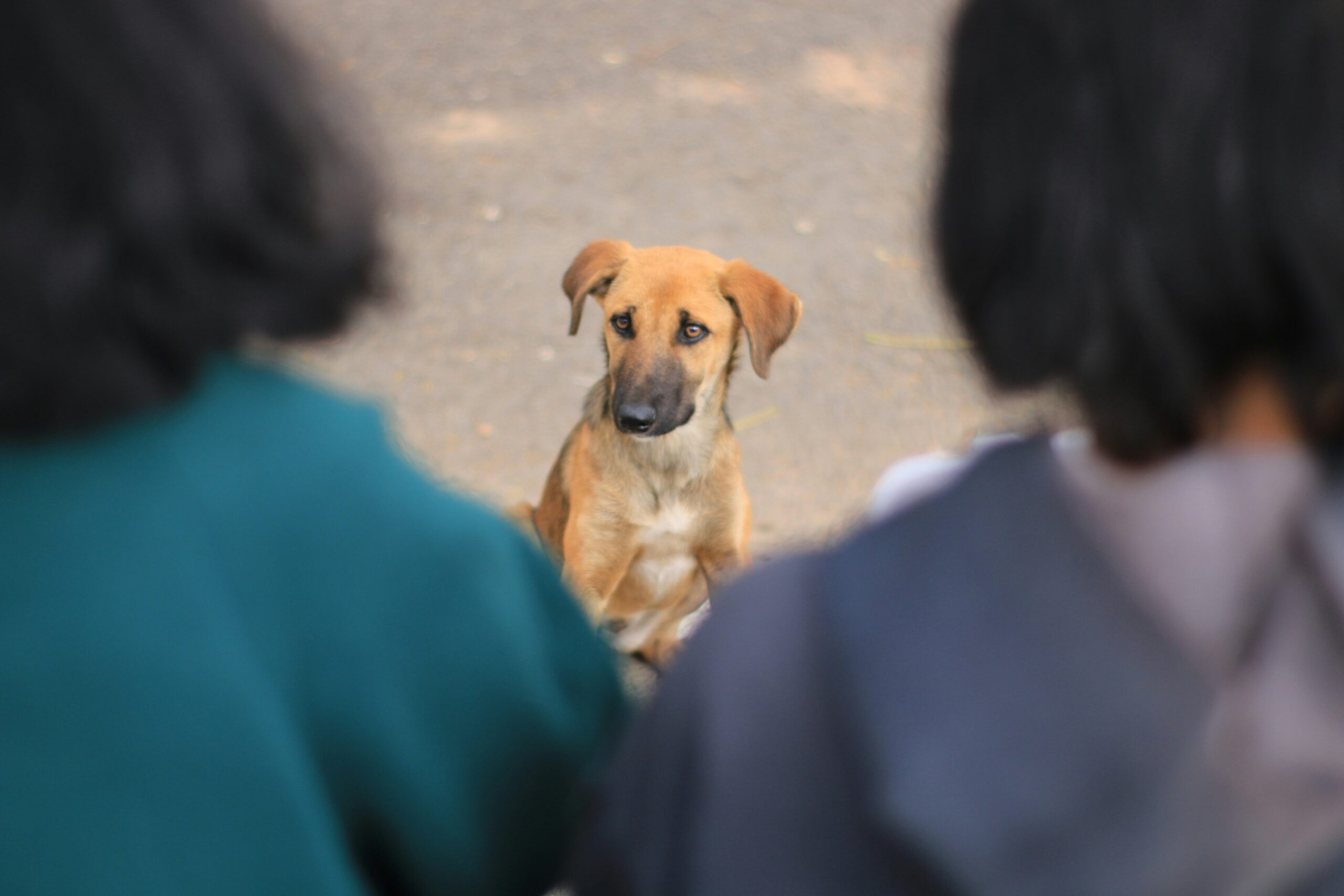 A well-trained service dog calmly sitting amidst a bustling crowd