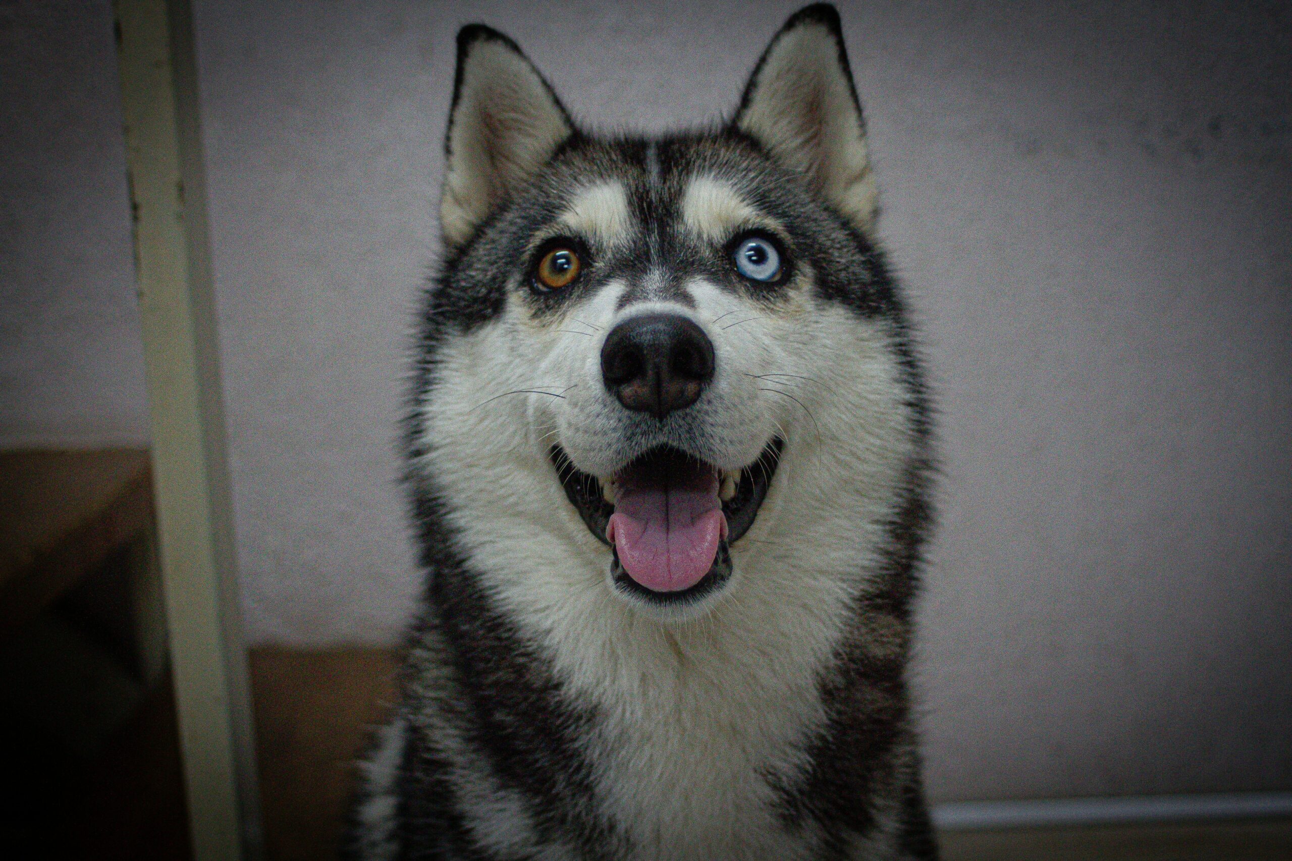 Before-and-after training photos showcasing Luna's improved skills