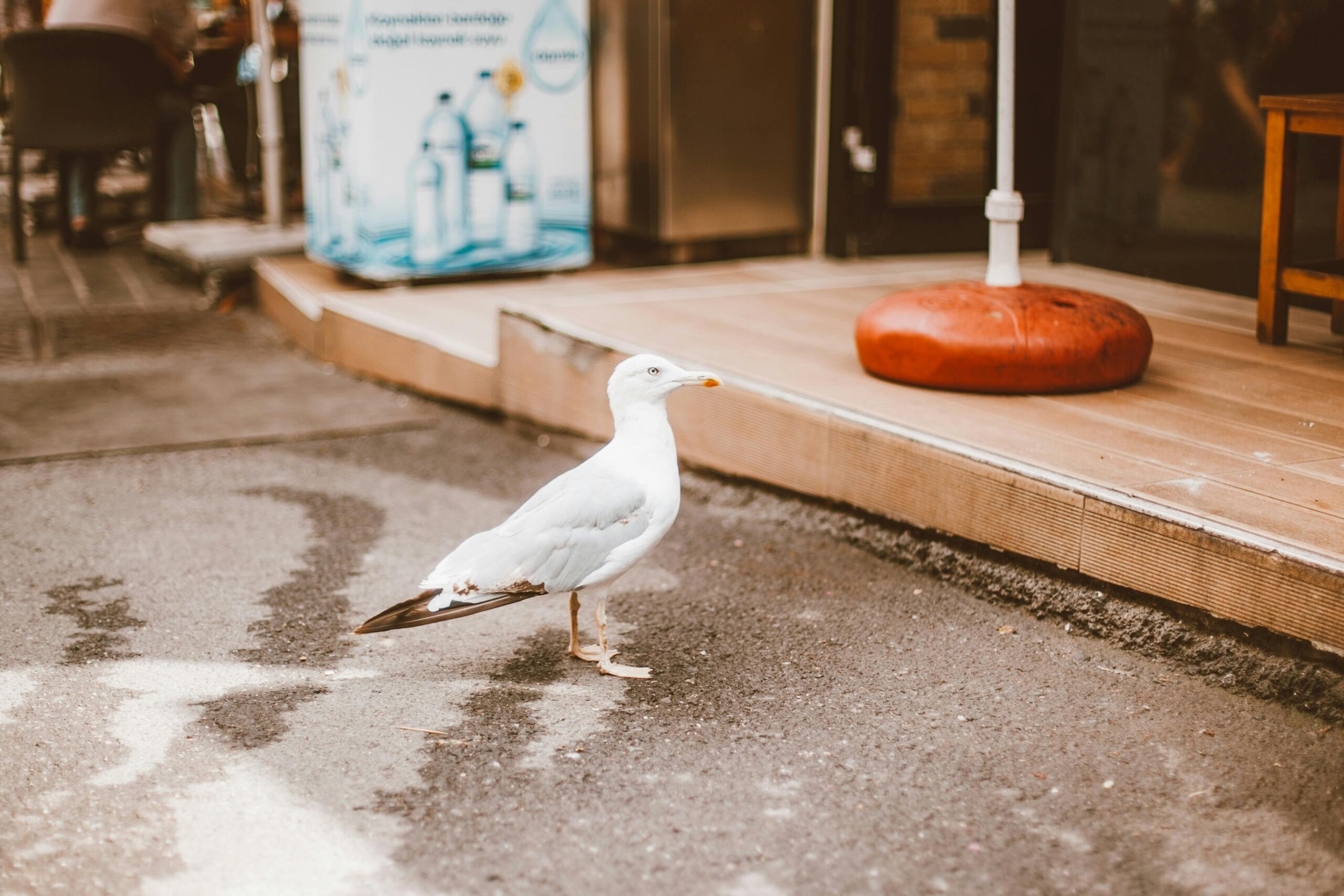 Behavior Standards in Public