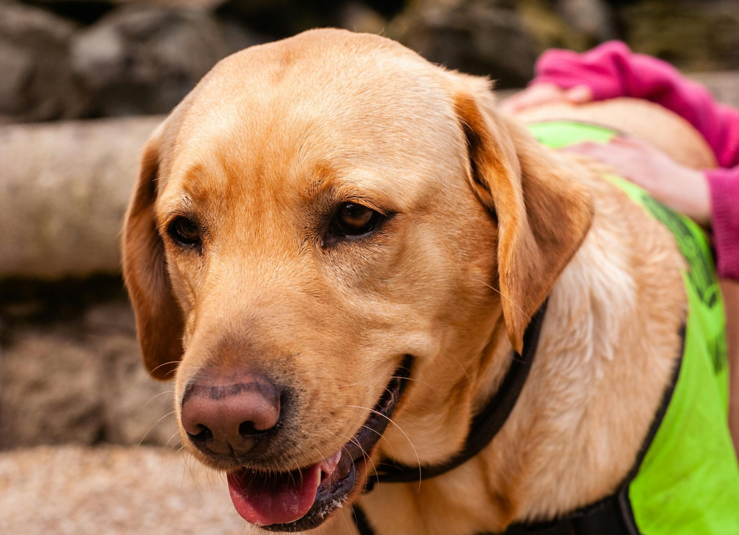Close-up shot of a service dog's vest with patches reading 'Do Not Pet' and 'Service Dog In Training.'