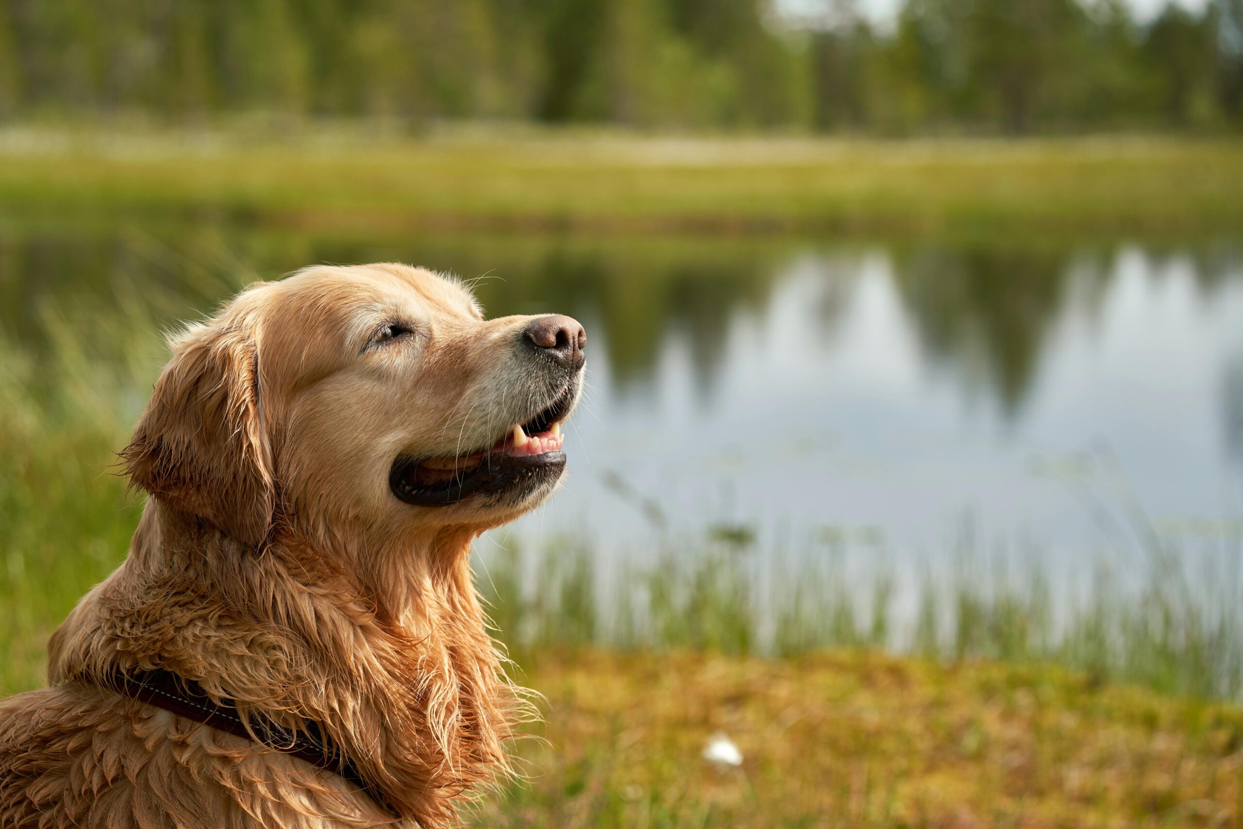 Golden retriever Max posing proudly next to his owner