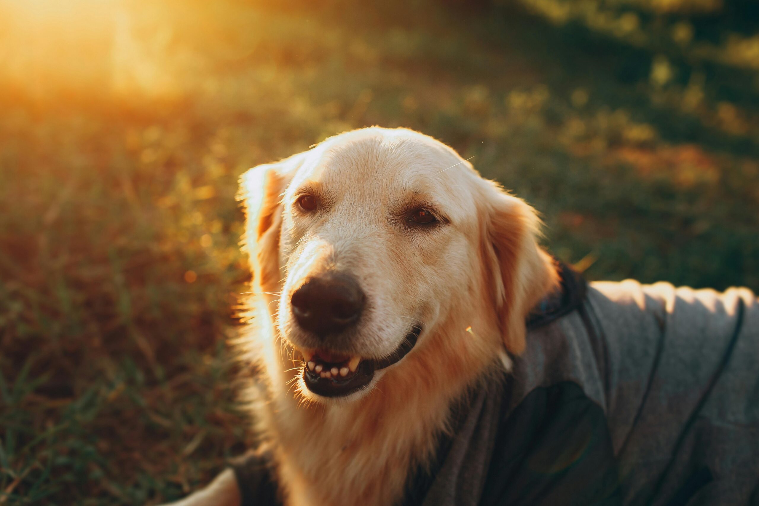 Golden retriever service dog lying calmly beside its handler in a park