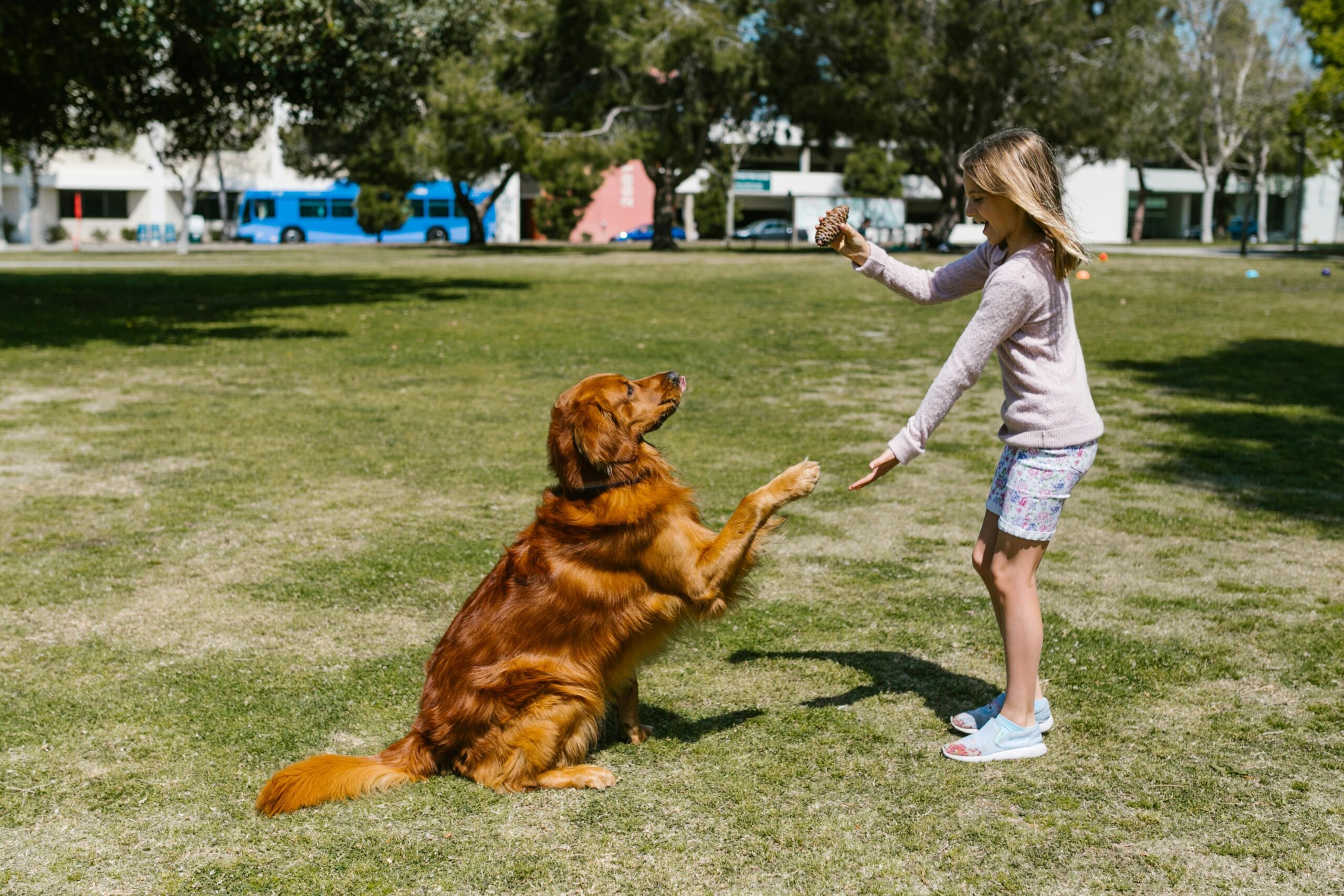 Happy dog earning a treat during a successful test run