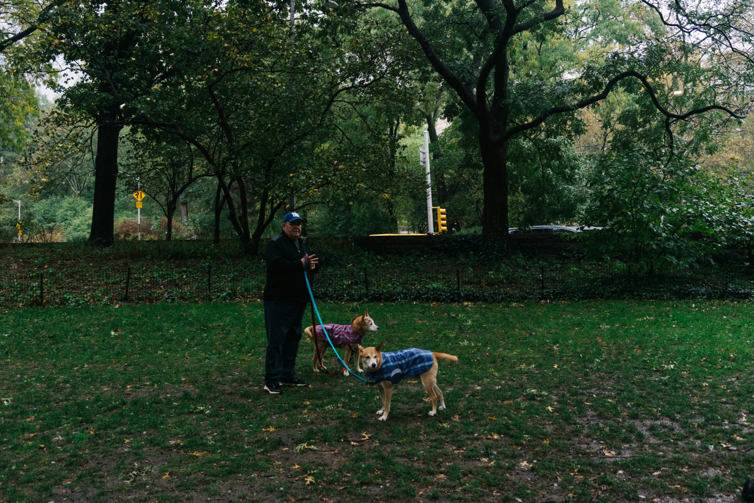 Retired service dog enjoying playtime at the park