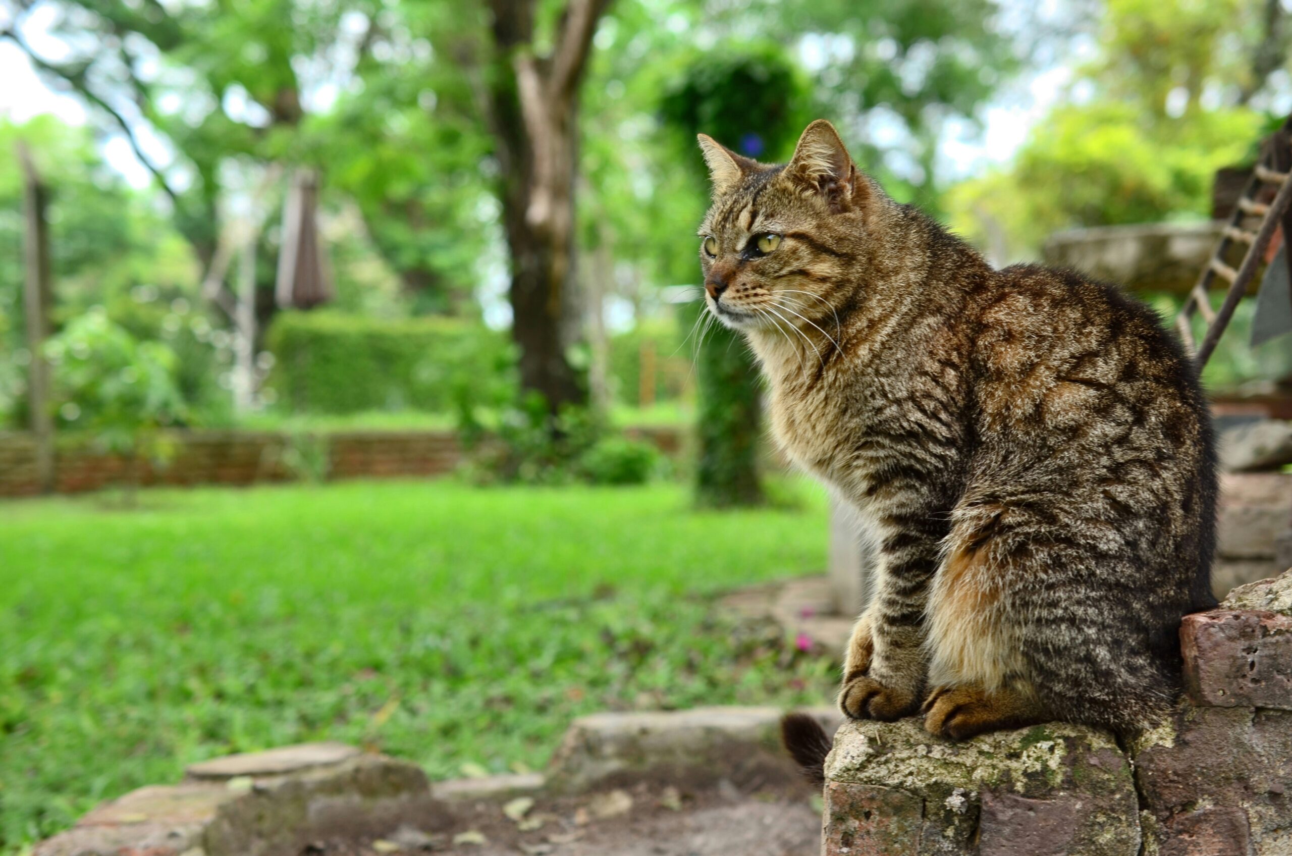 retired service dog with owner