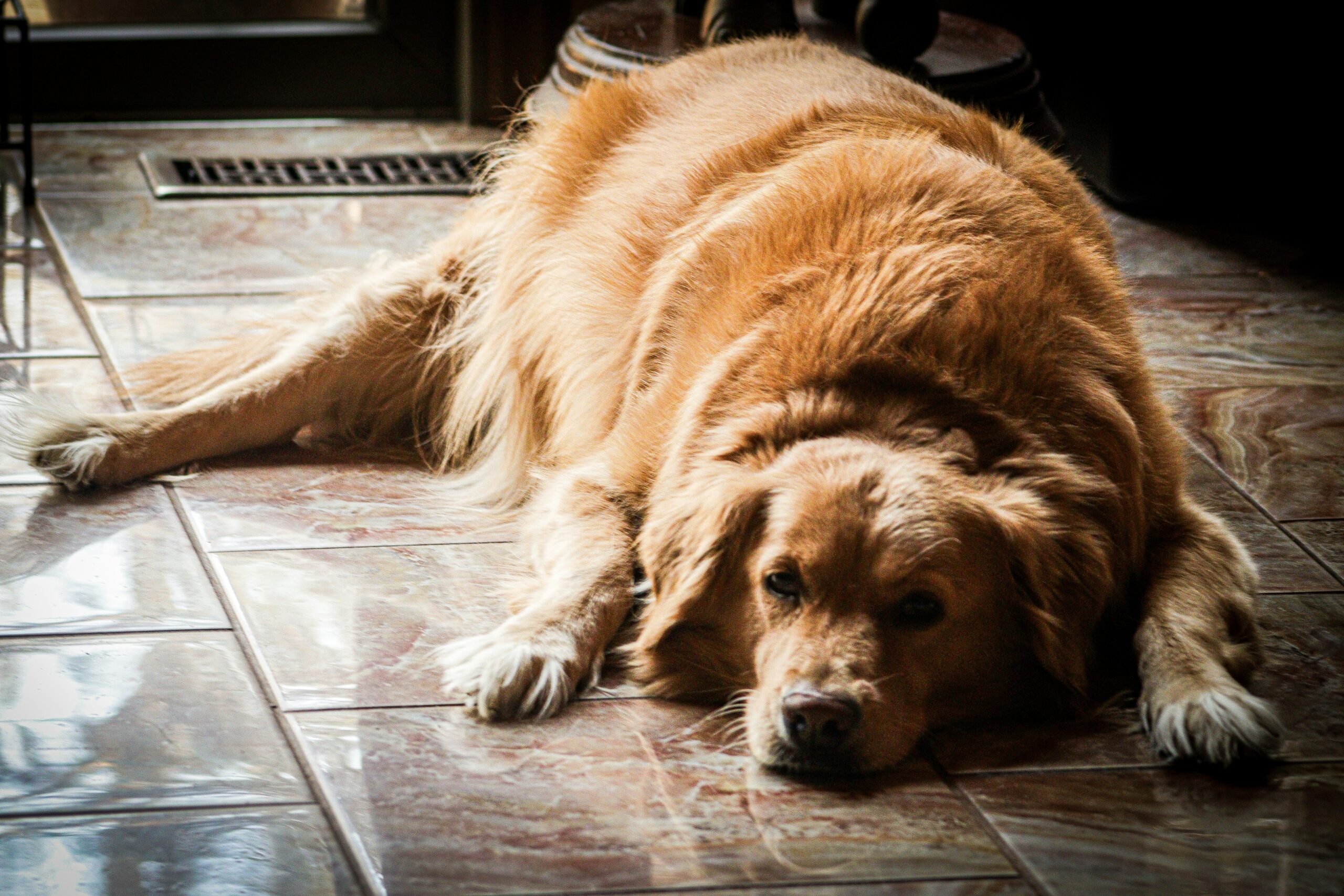 Senior service dog resting peacefully at home