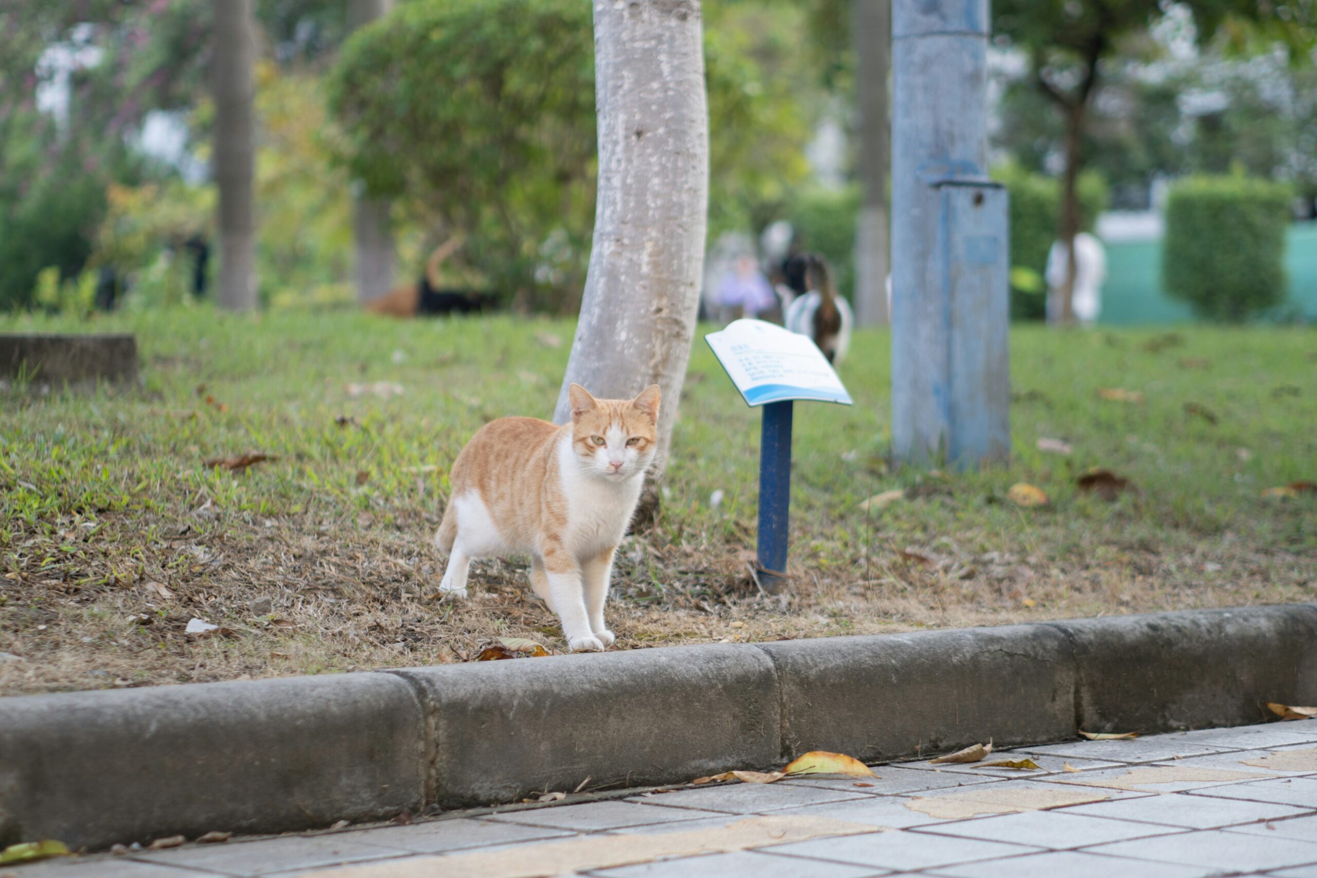 A well-trained golden retriever sitting calmly under a café table surrounded by people.