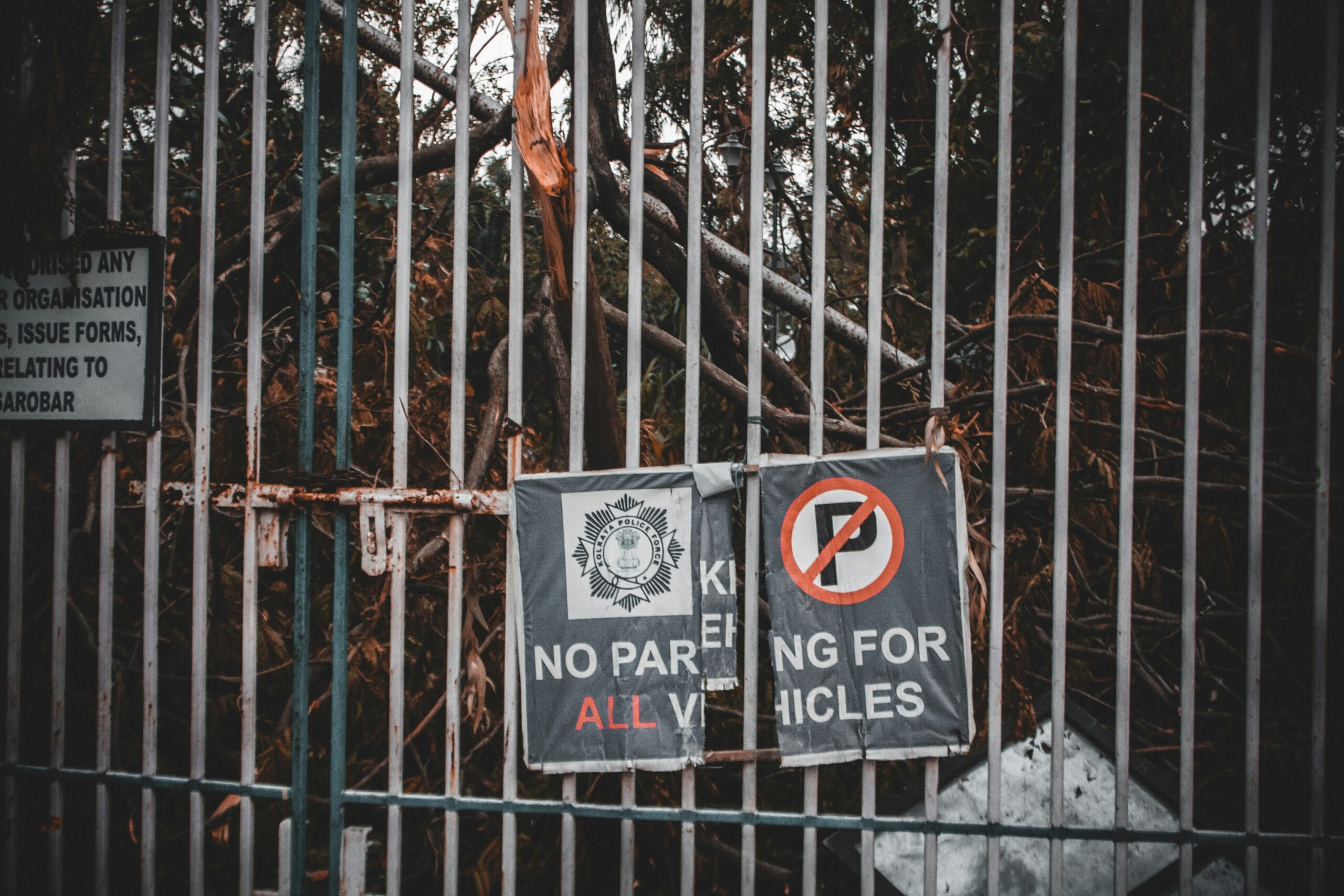 service dog in training