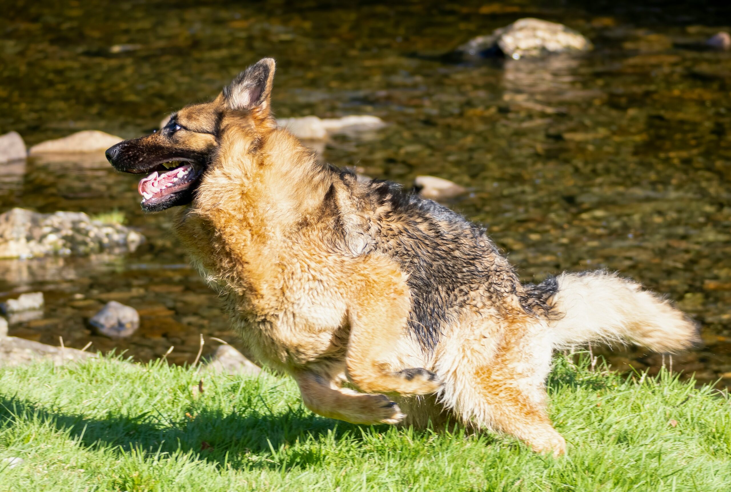 service dog running in park