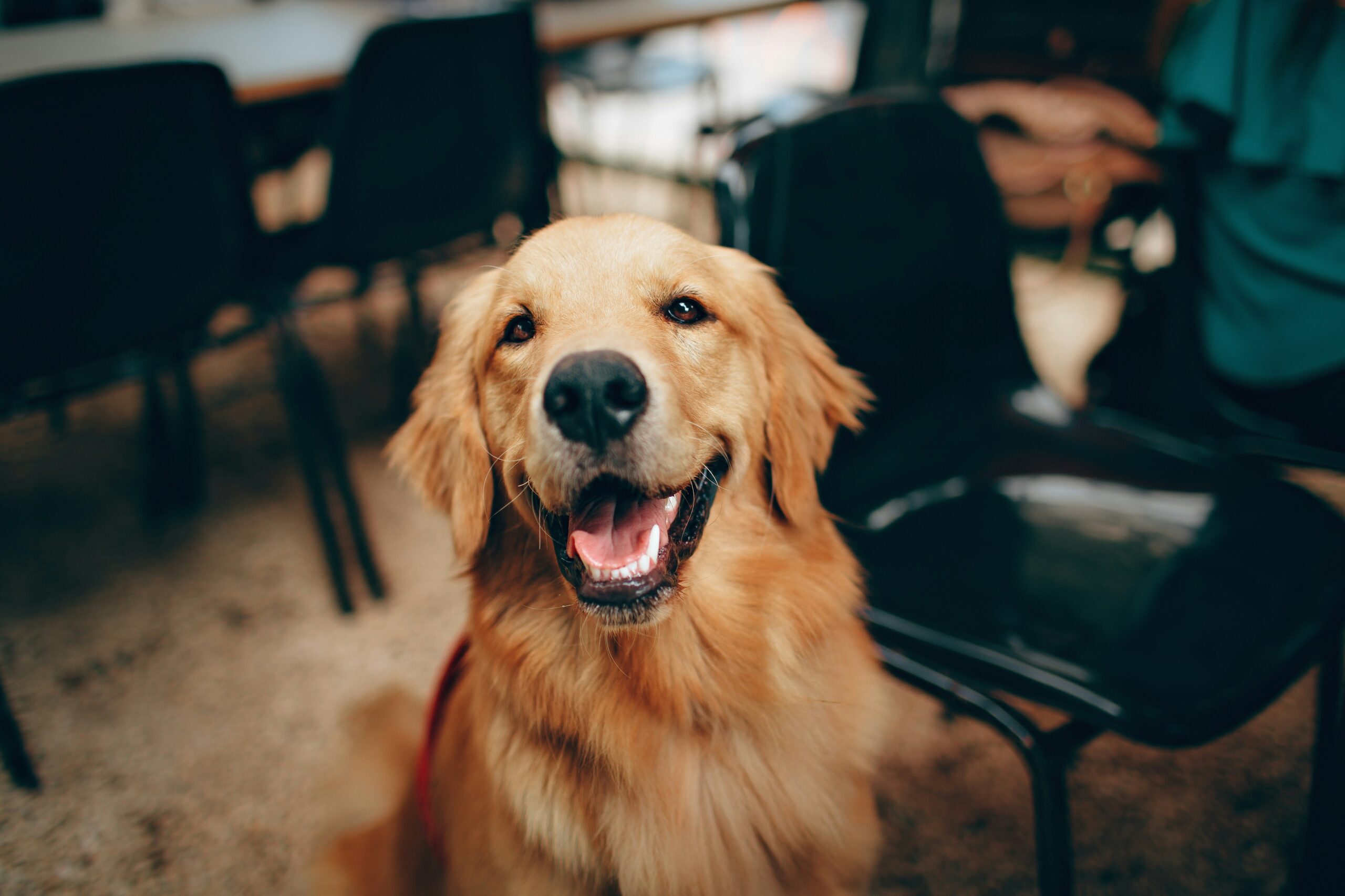 A Golden Retriever undergoing public access training in a park.