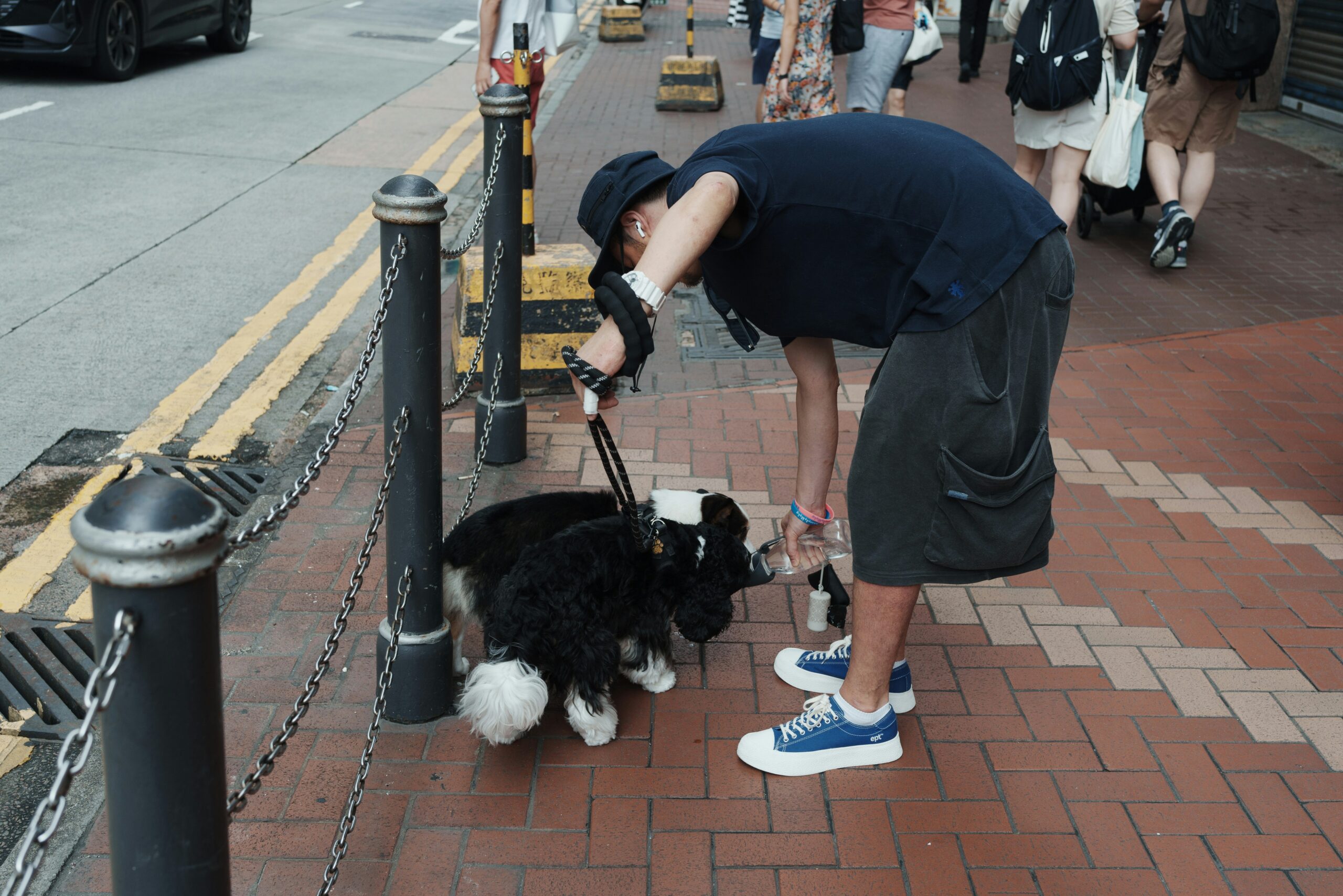 service dog training in public