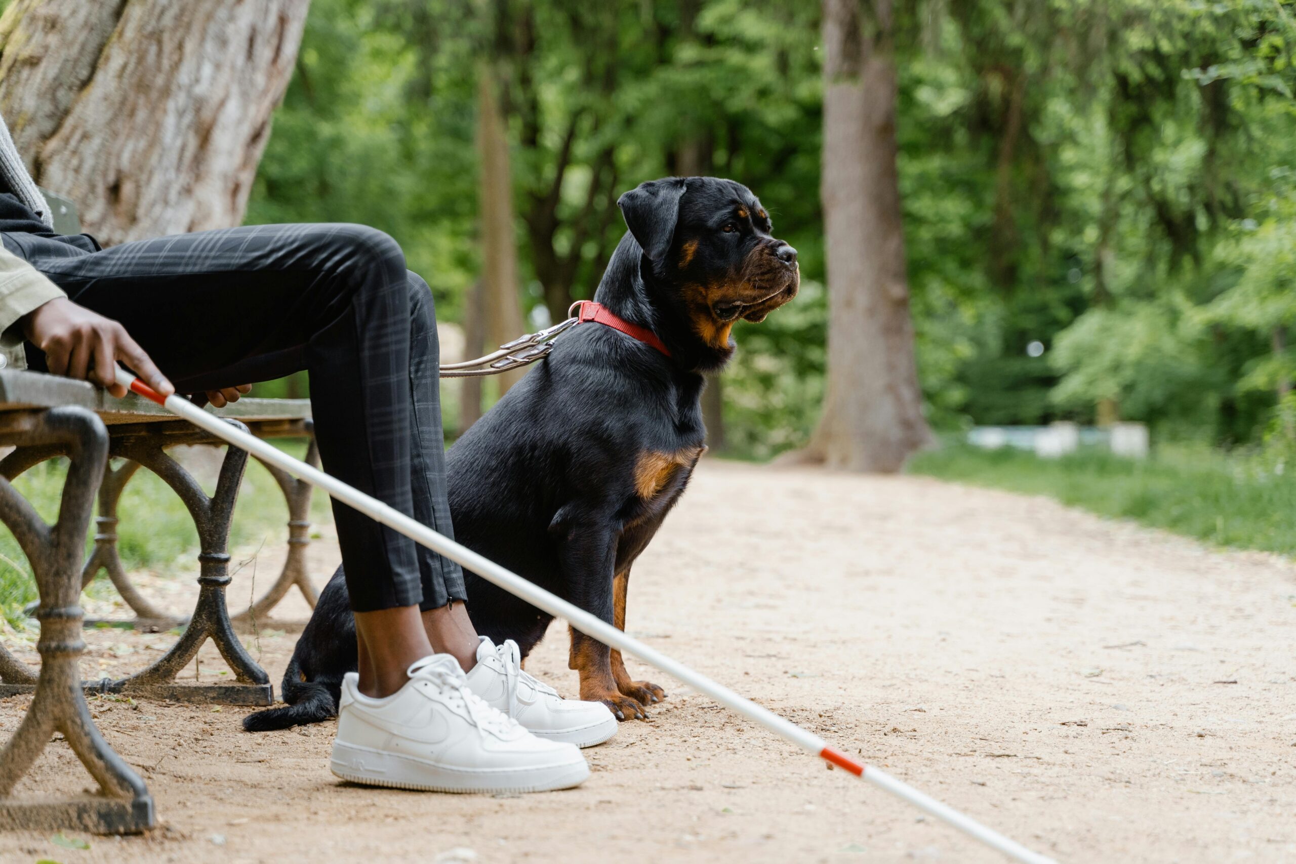 service dog with trainer