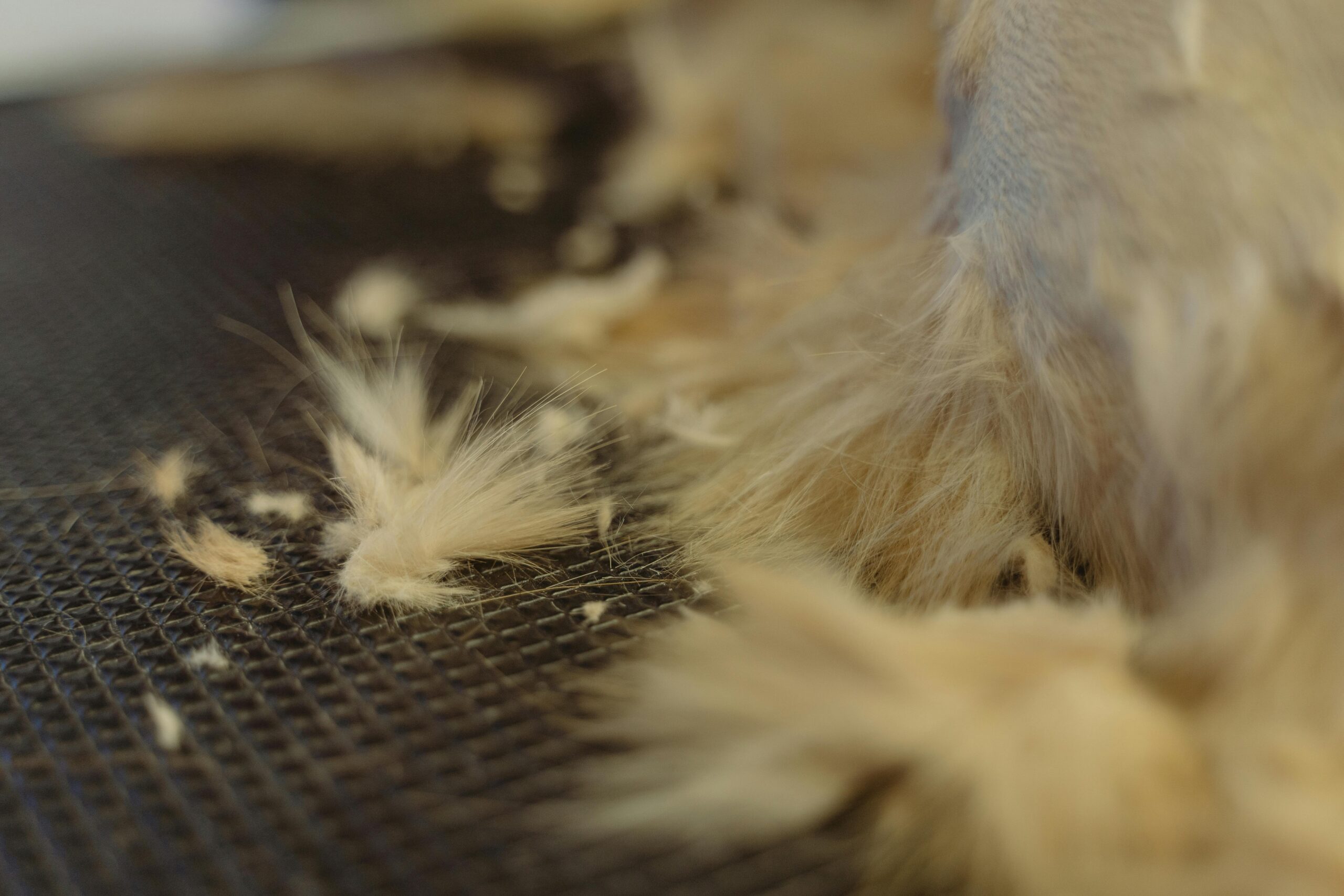 Trainer gently brushing a golden retriever’s coat