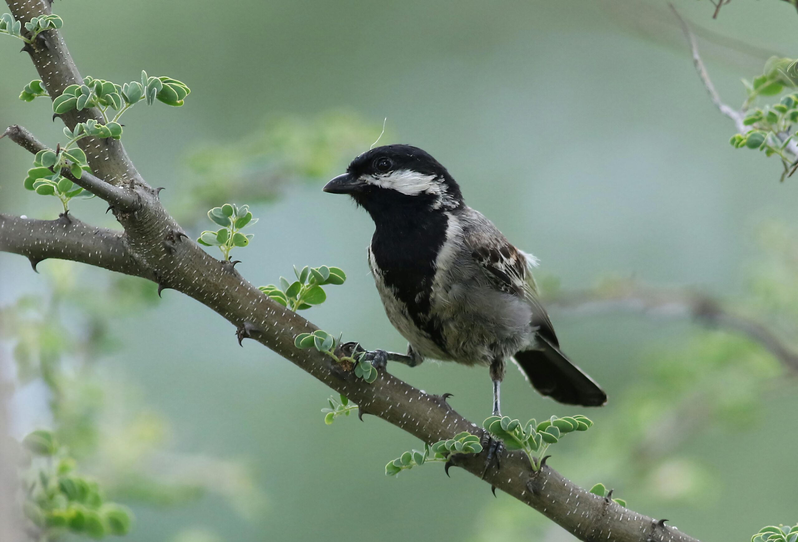 Trainer giving a treat to a service dog during outdoor distraction training