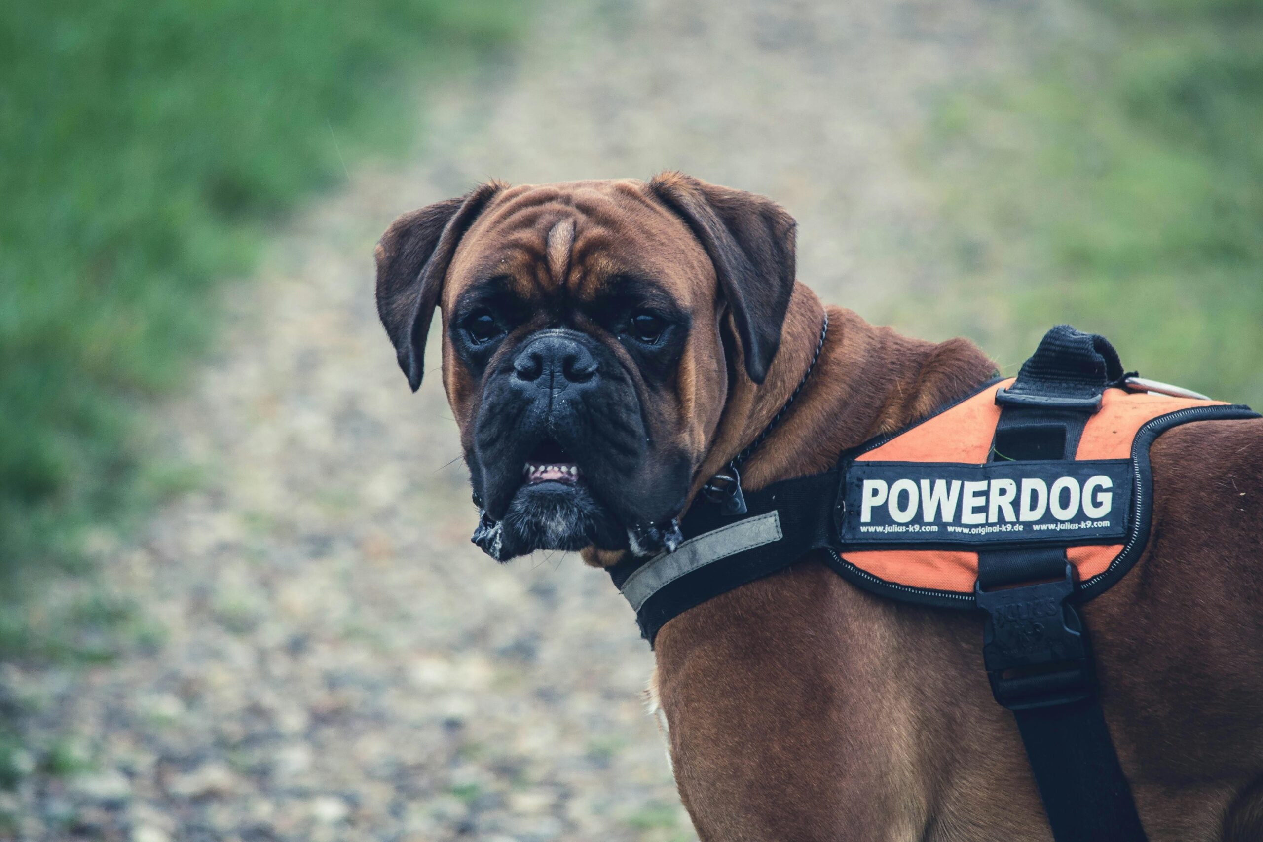 Training gear arranged neatly next to a service dog