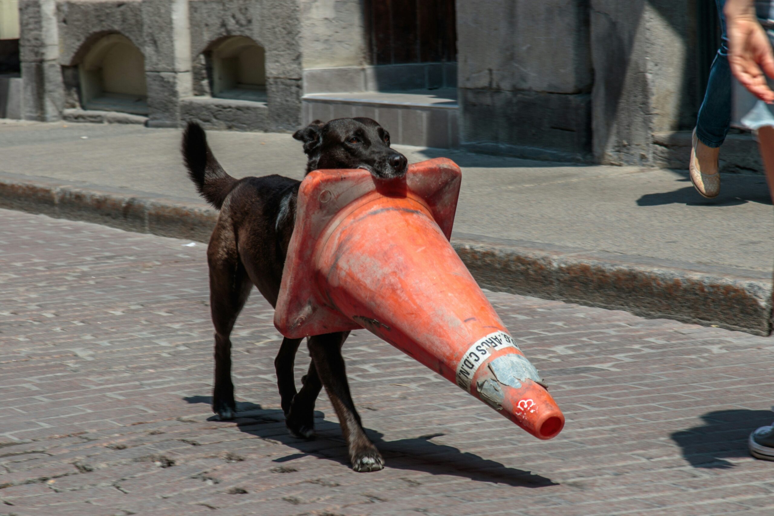A golden retriever staying calm in a busy city square