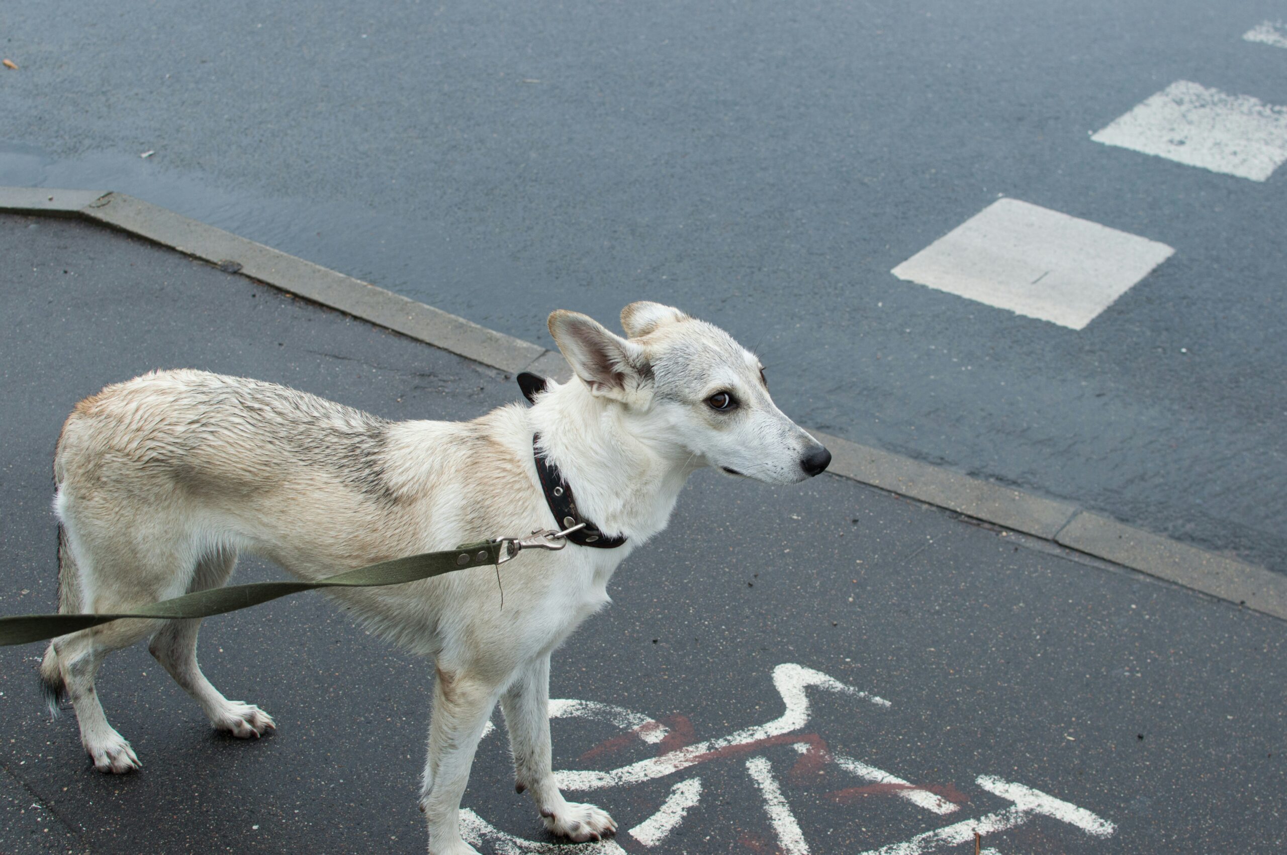 A service dog assisting its owner by picking up a dropped item.