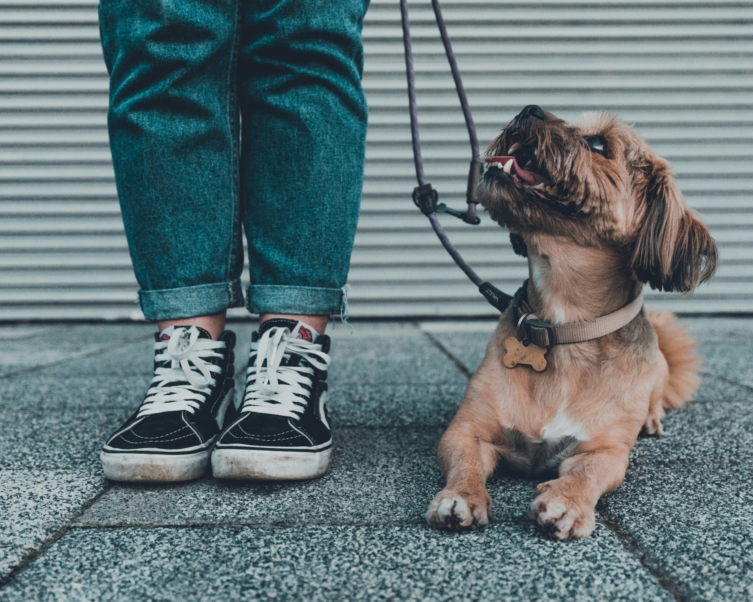A service dog helping its owner pick up dropped items