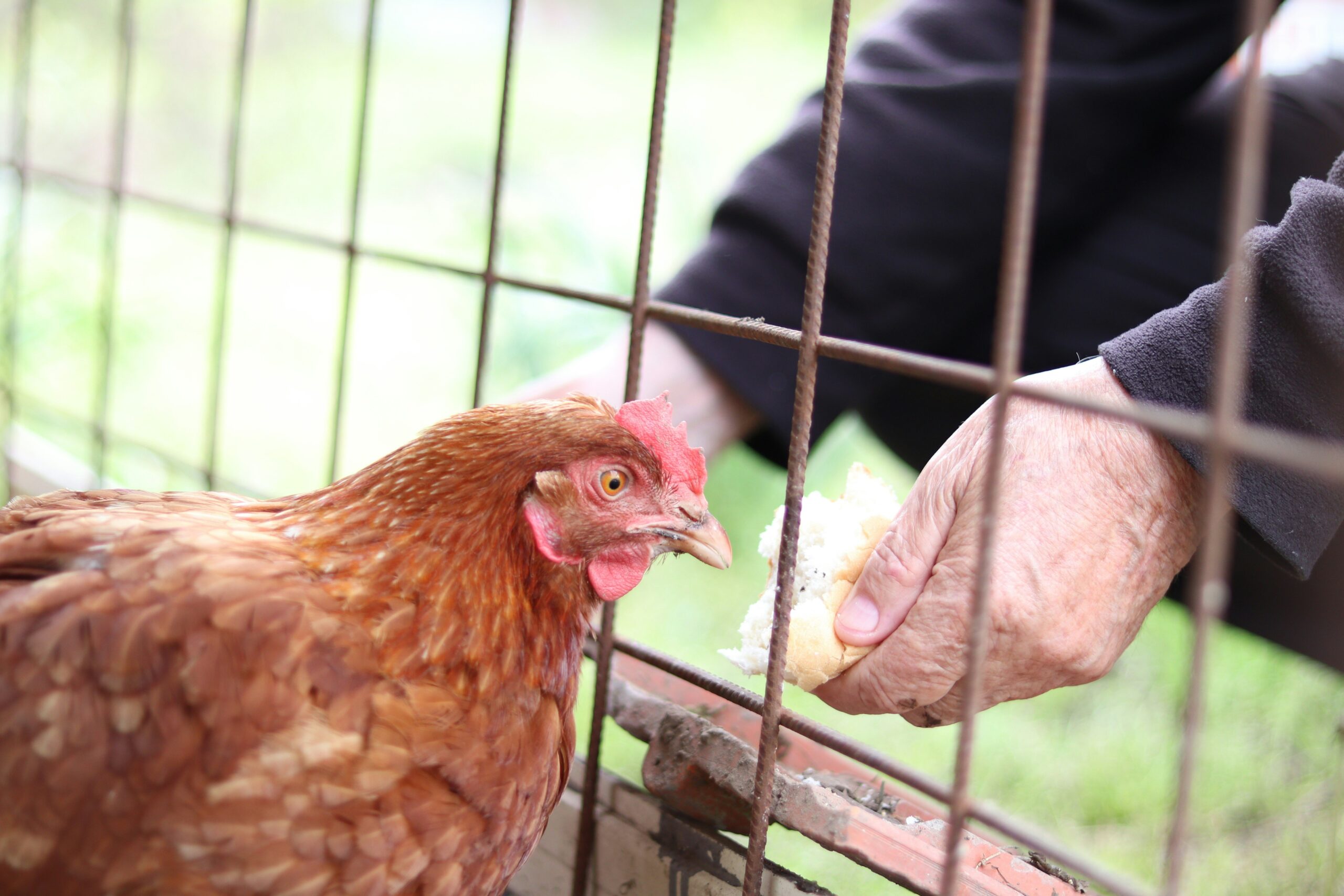 A service dog trainer demonstrating commands to a golden retriever in a park.