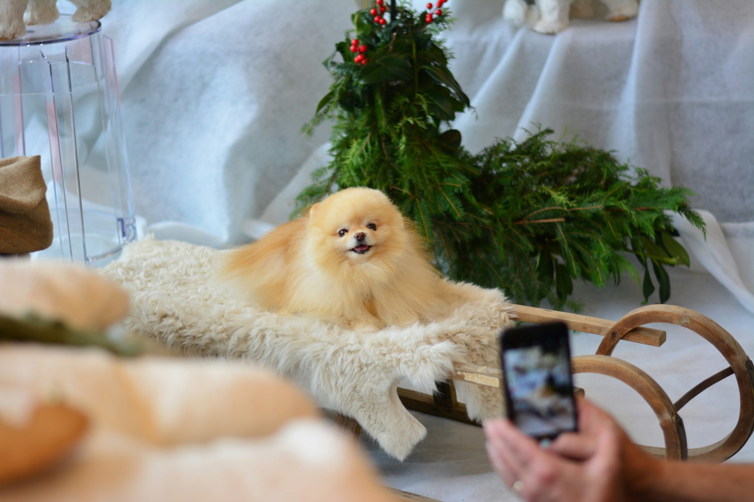 A well-trained service dog calmly sitting beside its owner in a crowded cafe