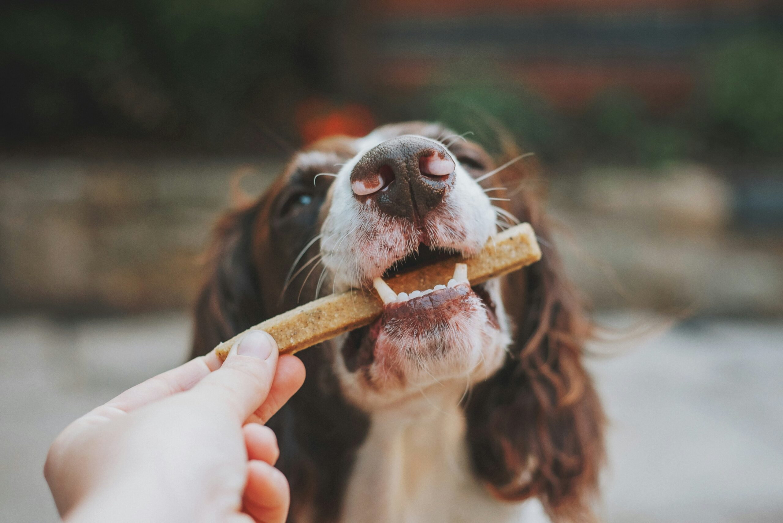 Dog trainer giving a treat to a golden retriever during training