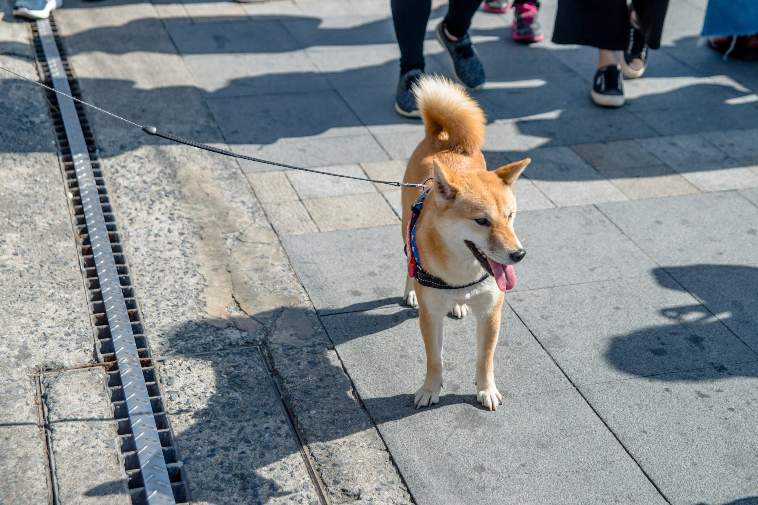 Mastering Support Animal Public Rules: Your Ultimate Training Guide