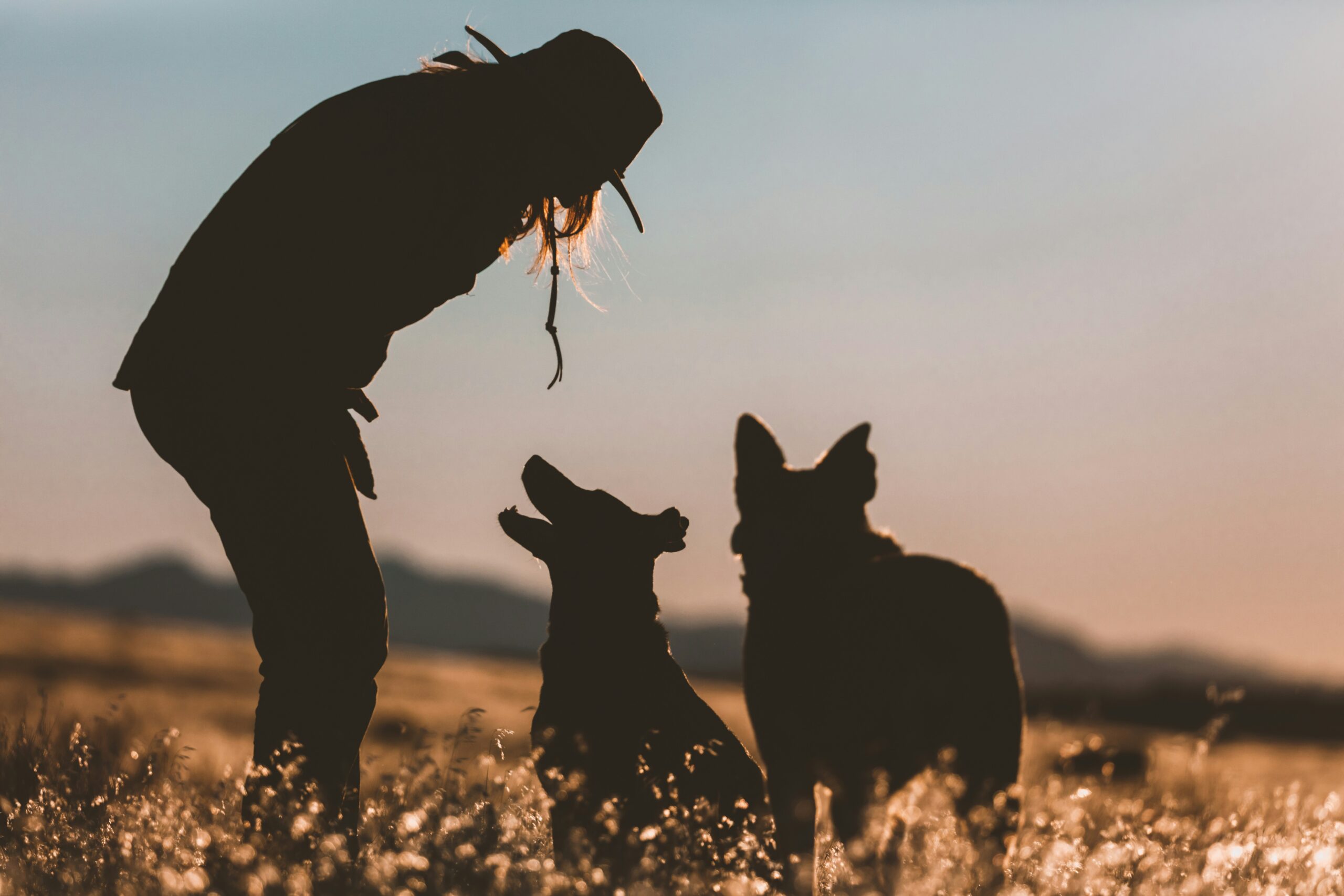 Trainer rewarding a Labrador puppy with treats after completing a task correctly.