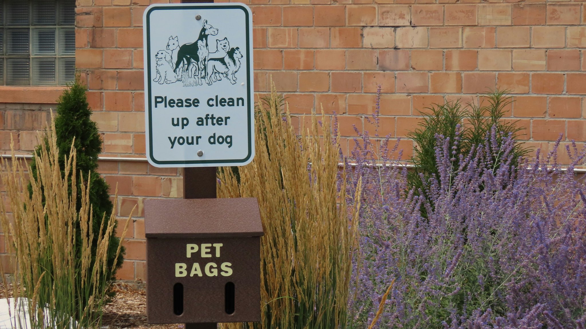 A photo of a trainer teaching a dog to sit peacefully in public spaces