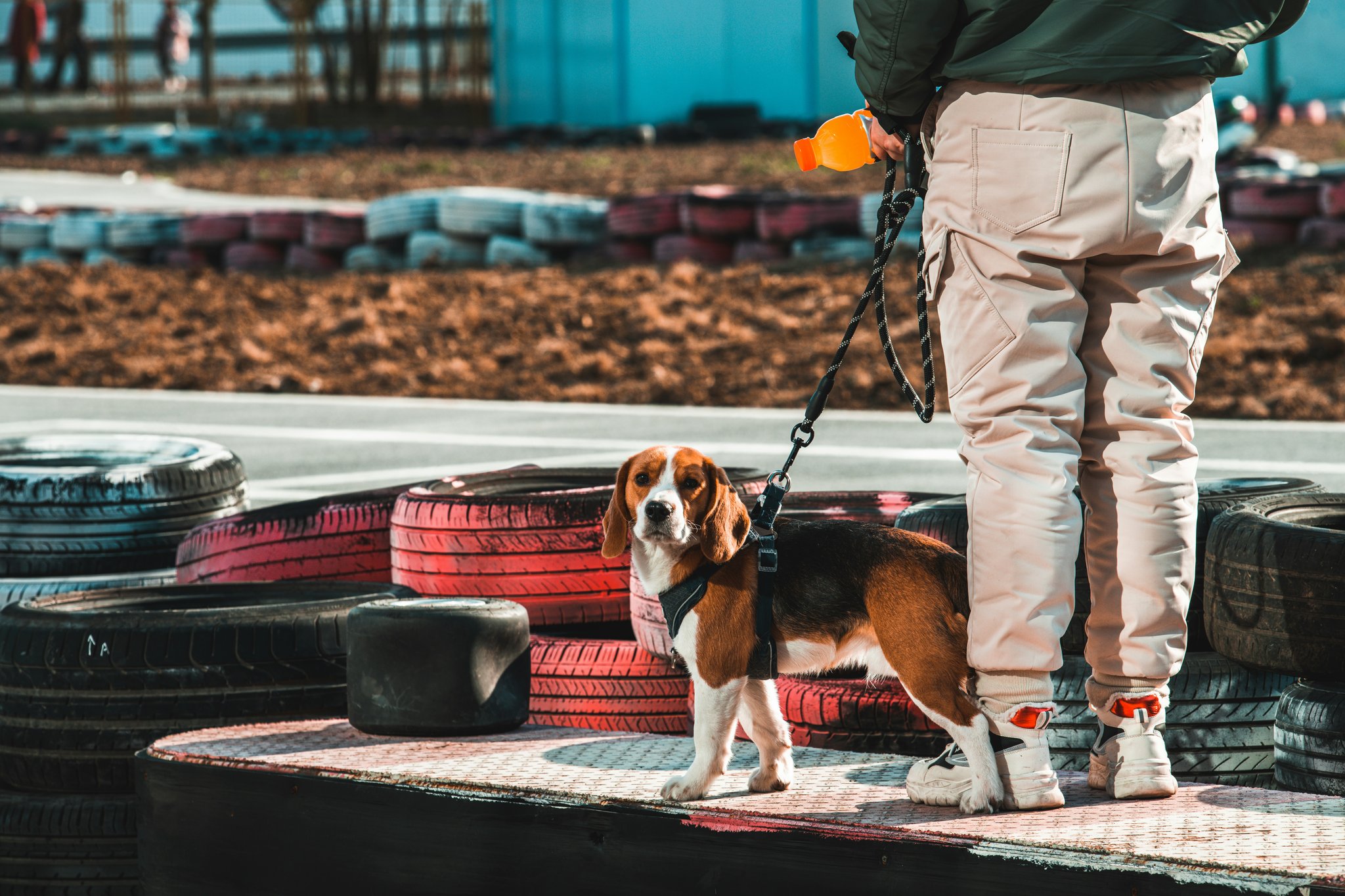 A service dog practicing retrieving medication