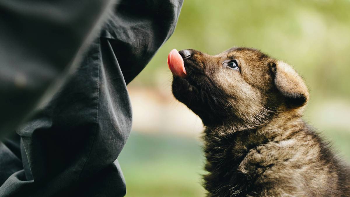 A smiling woman hugging her service dog while holding up a certificate of training completion.