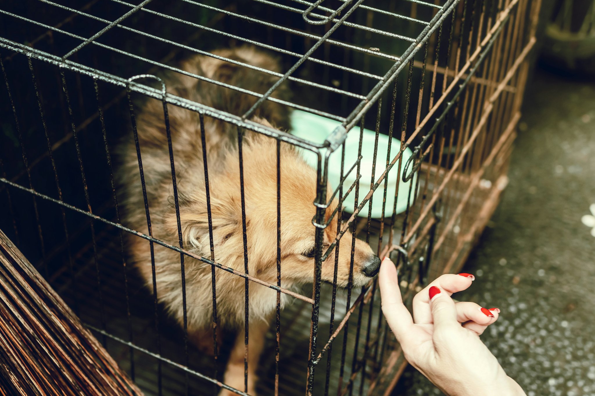 A trainer guiding a support dog through command practice