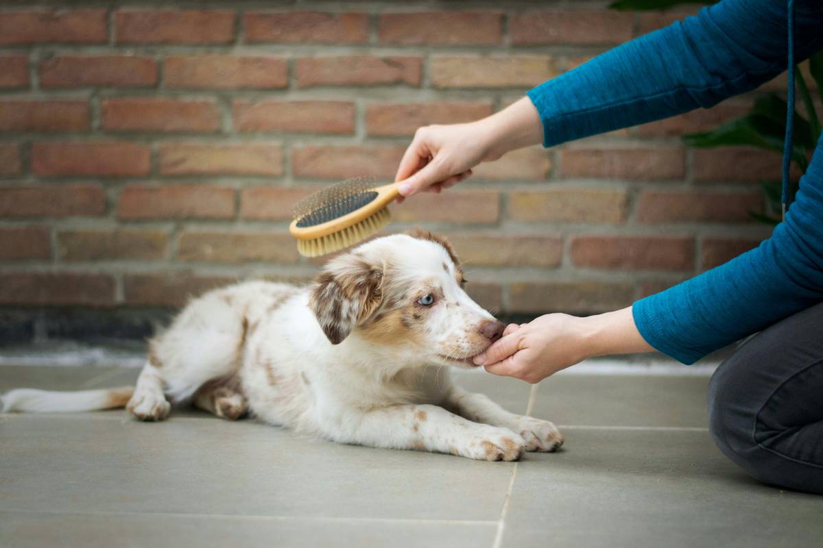 A trainer working closely with a Golden Retriever practicing retrieval tasks.