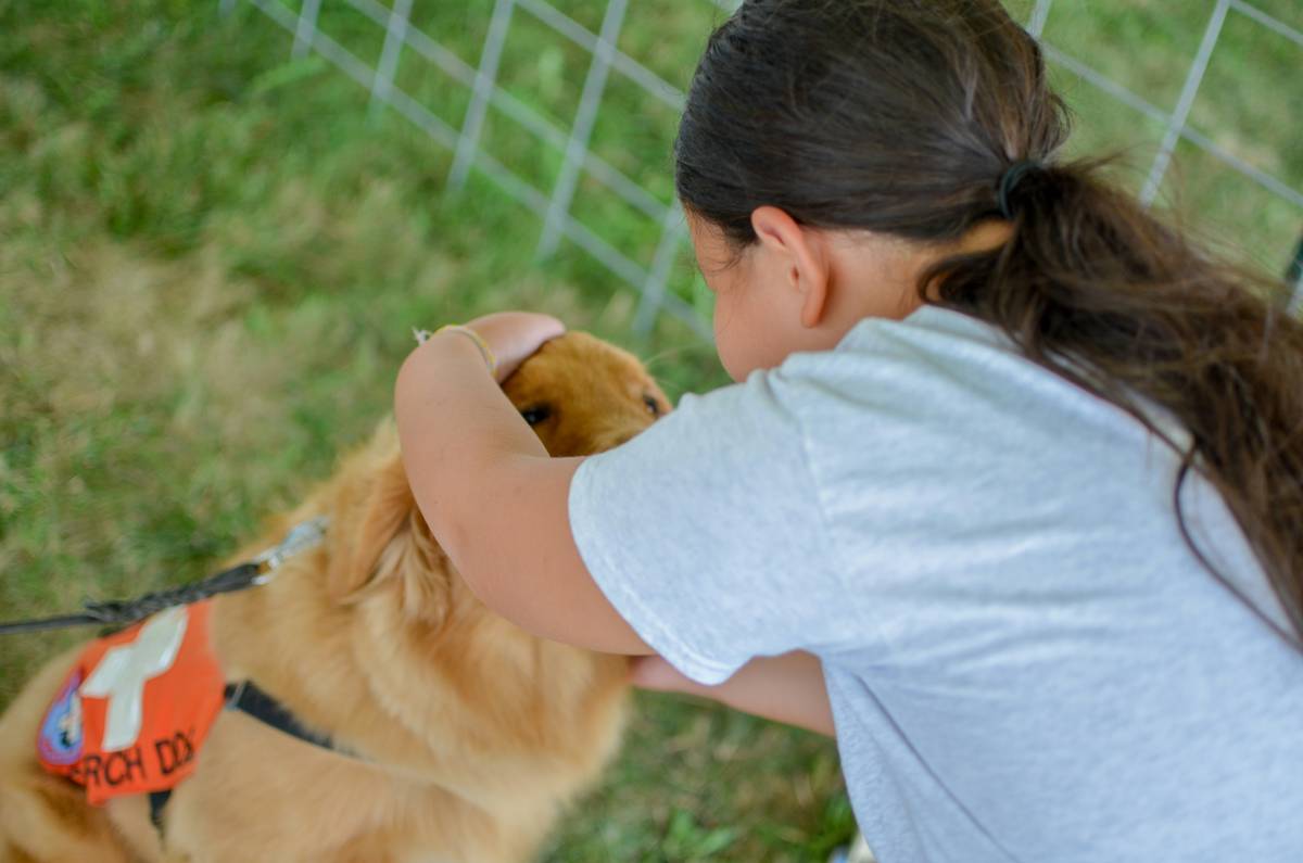 A well-trained dog calmly assisting its handler outdoors.