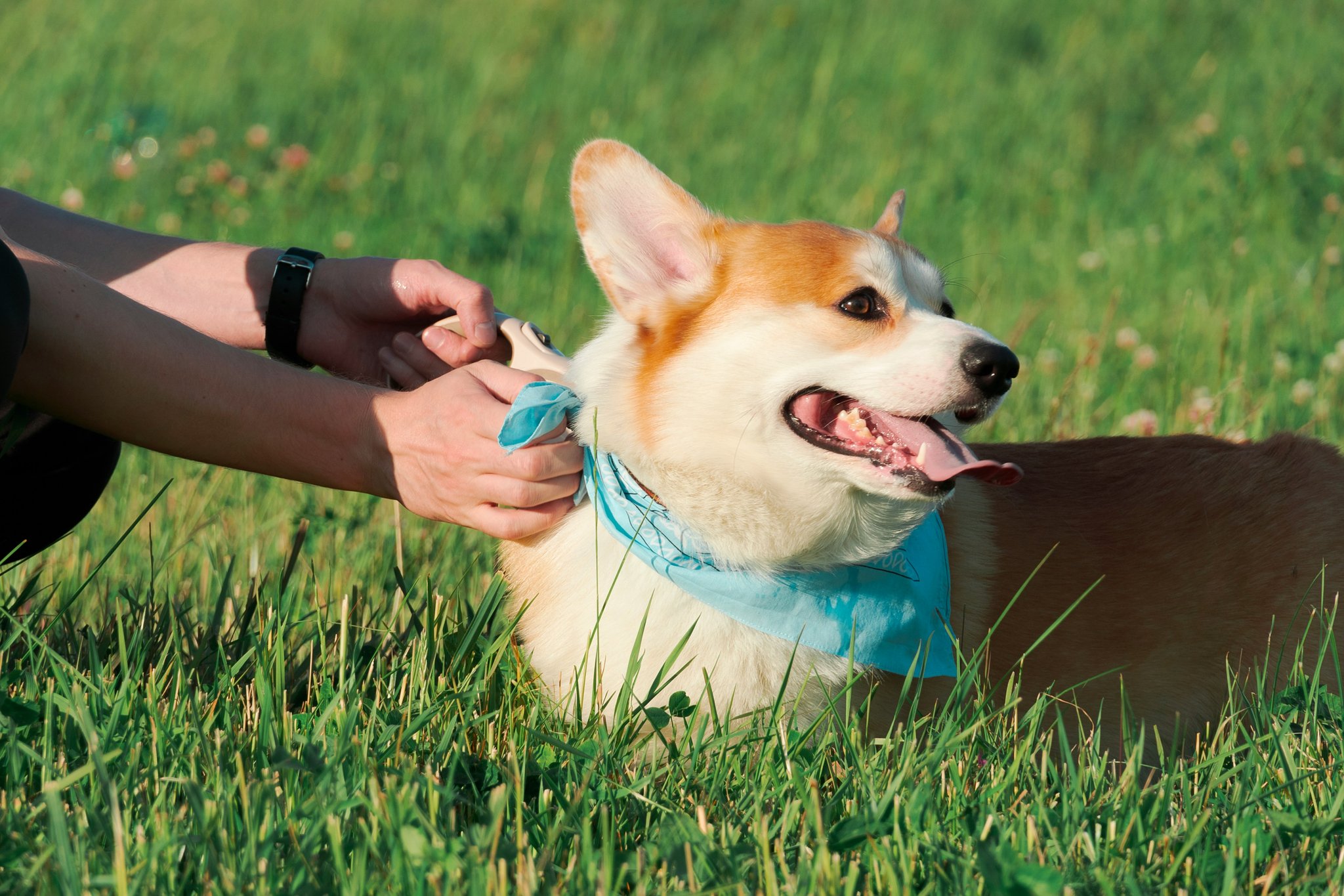A woman teaching her support dog basic commands outdoors.