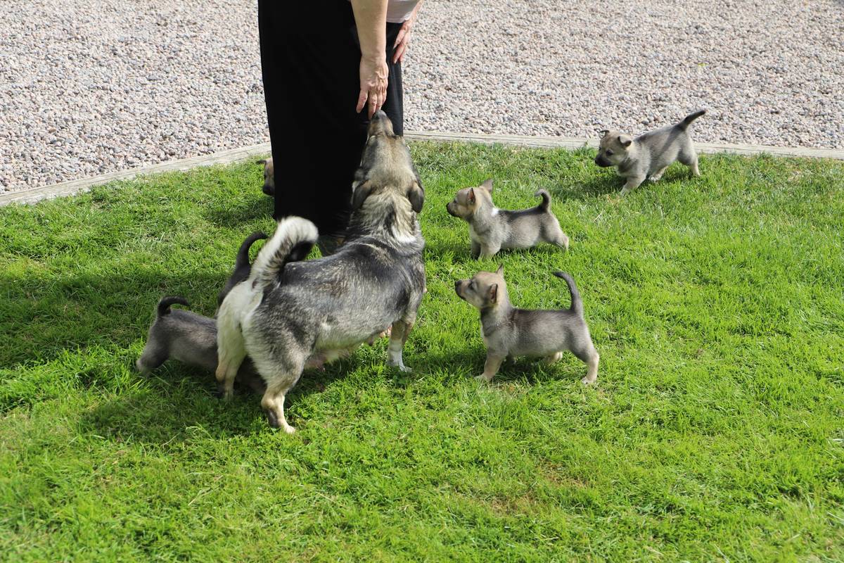 Flowchart illustrating step-by-step process of service animal training stages.