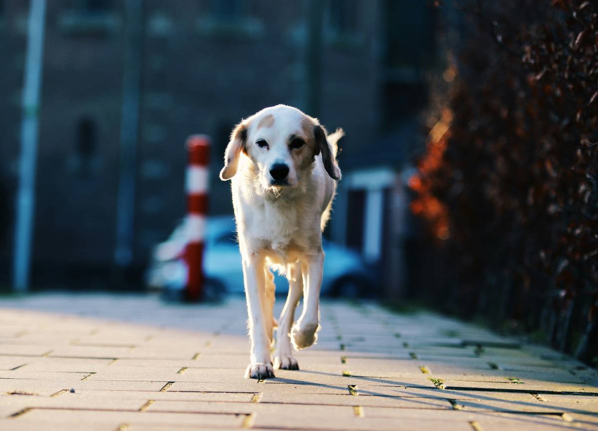 Golden retriever calmly sitting beside owner in an airport terminal