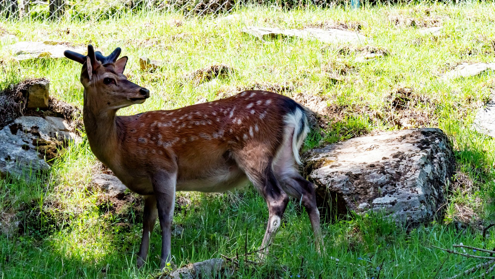 Infographic showing key service dog laws across the U.S.