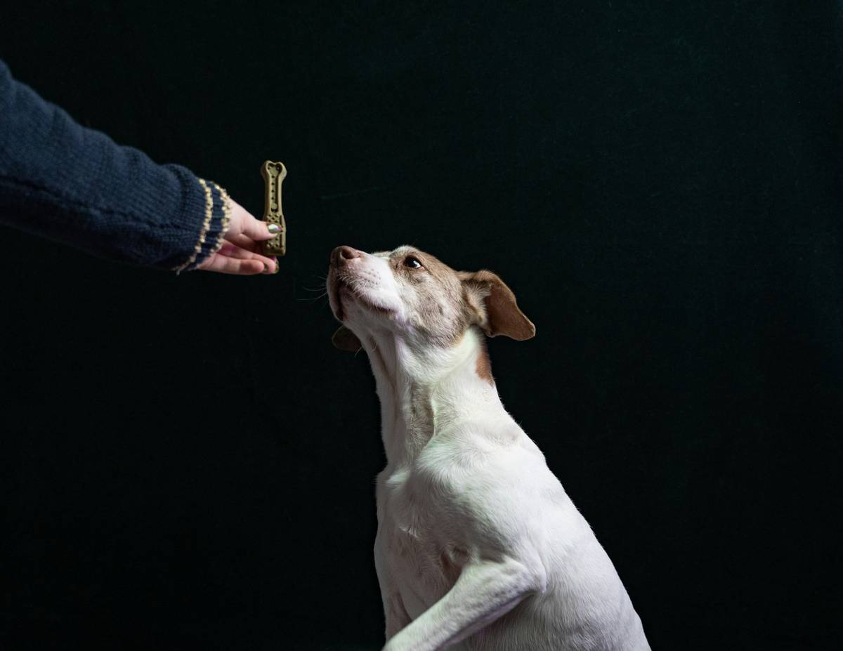 Labrador retriever wearing a red vest next to a glucose monitor