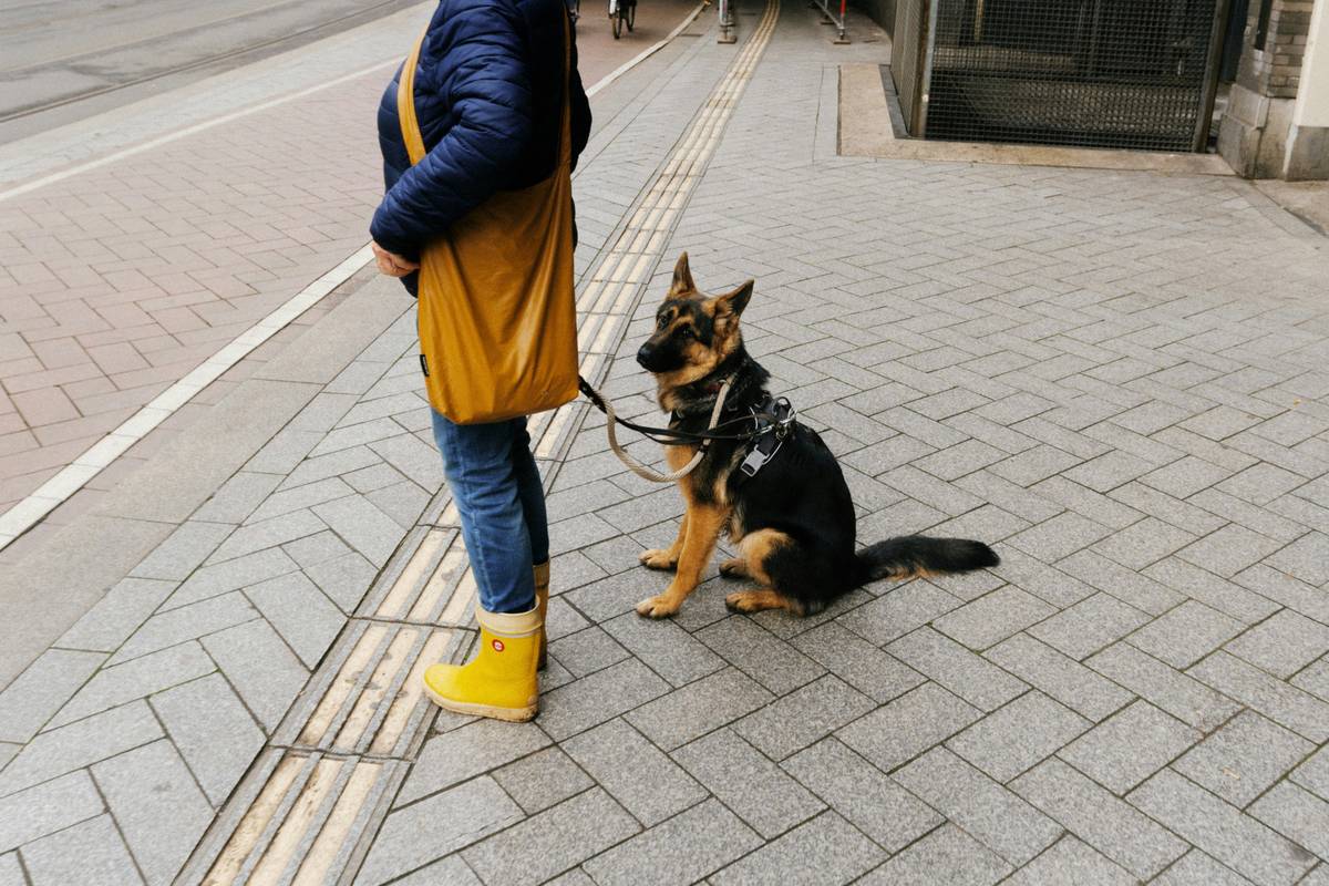 Mastering Service Animal Task Preparation: The Ultimate Guide to Training Your Support Companion