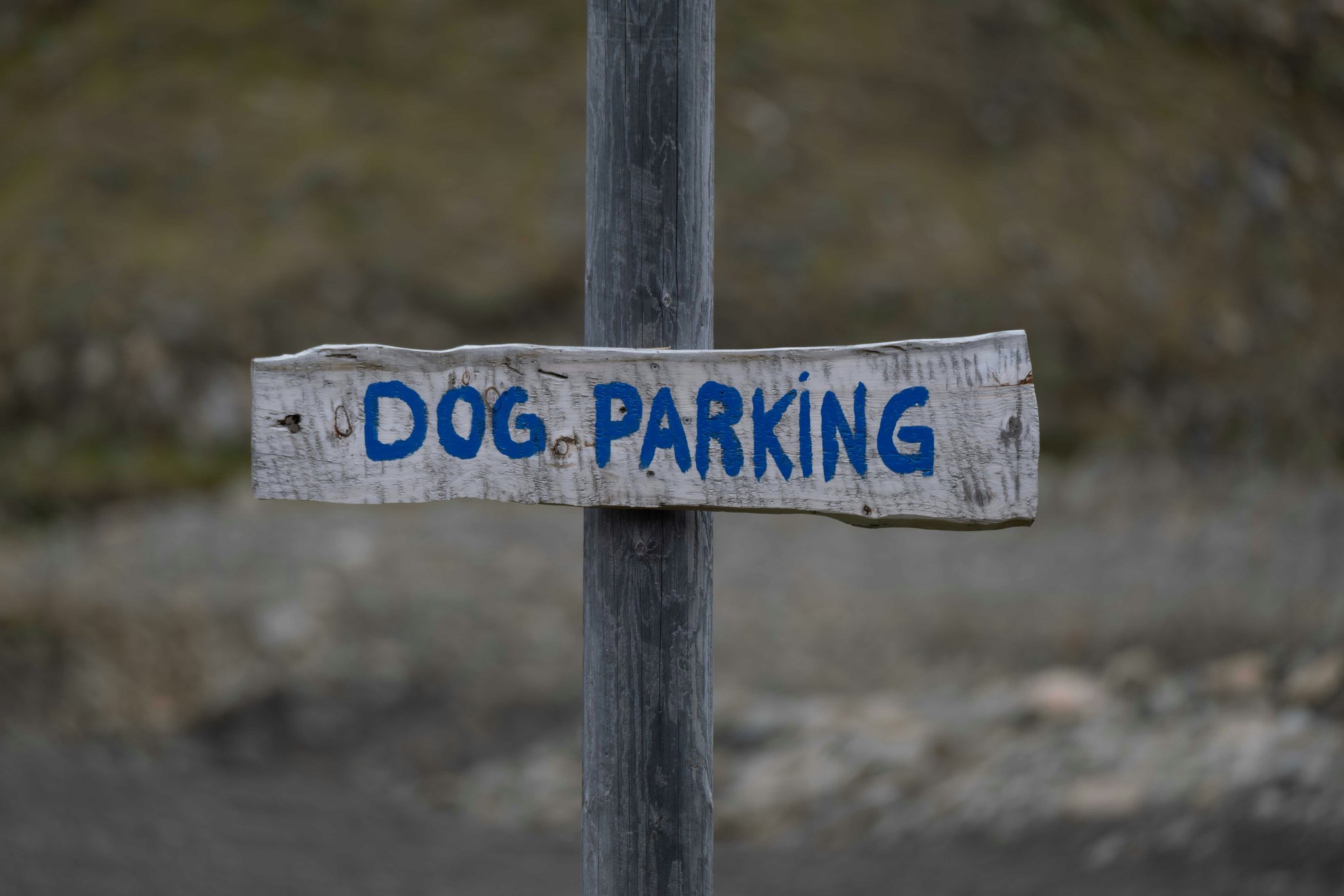 Mastering Support Animal Access Guidelines: Your Path to Seamless Training