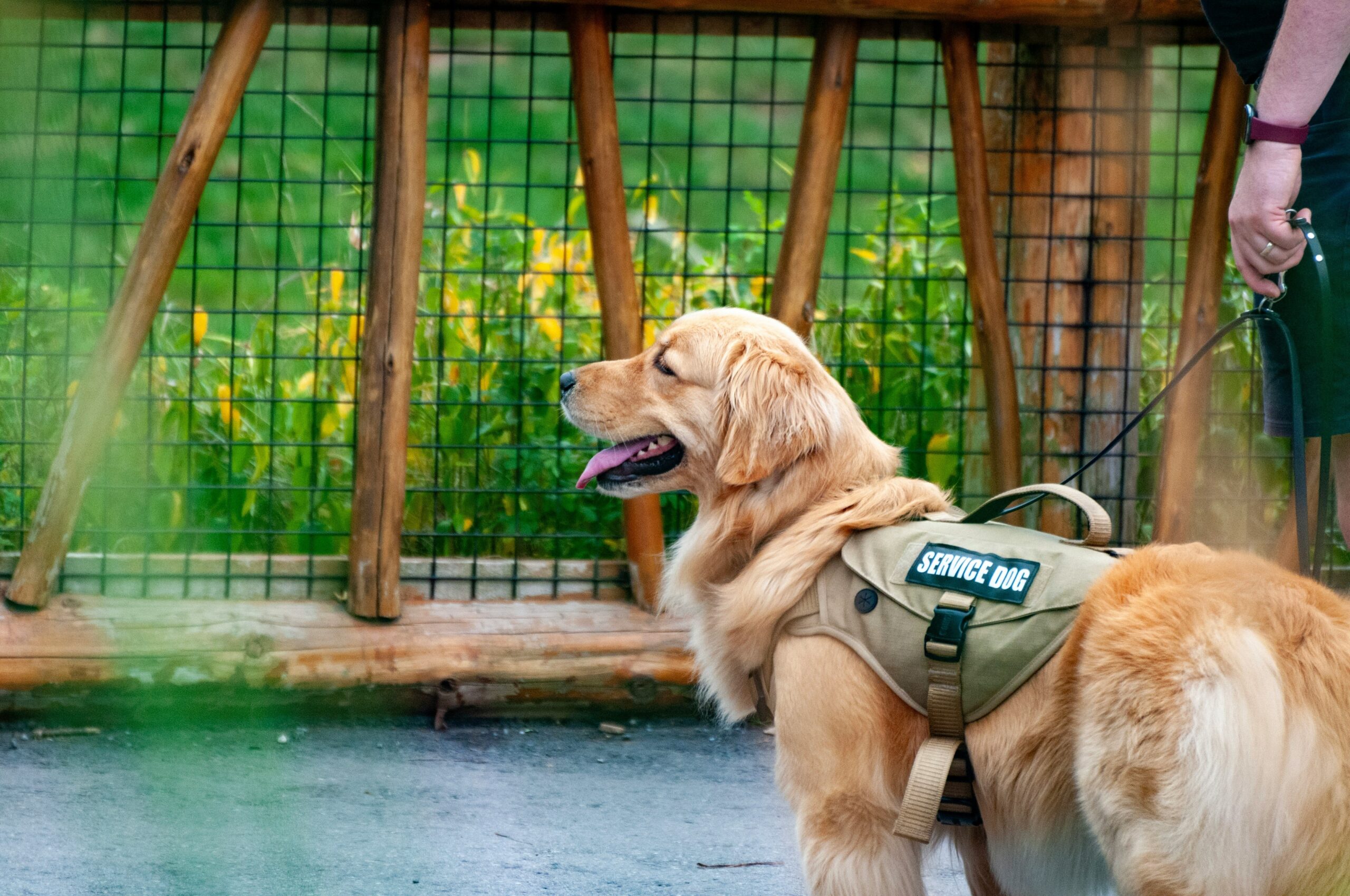 Public Access Service Animal Rights: Your Complete Guide to Navigating Legal Protections